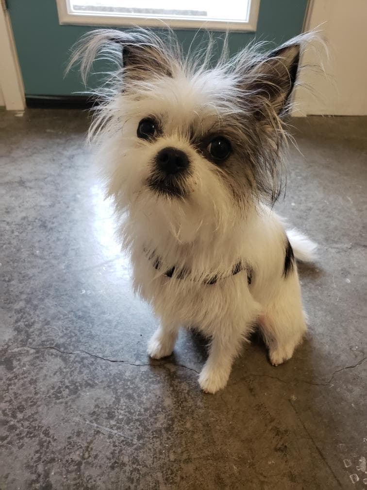 Pup Panache - Pet groomer in Portland, OR