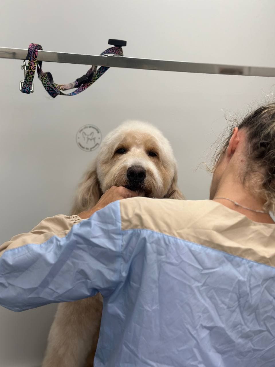 Pet City Grooming - Pet groomer in Brooklyn, NY