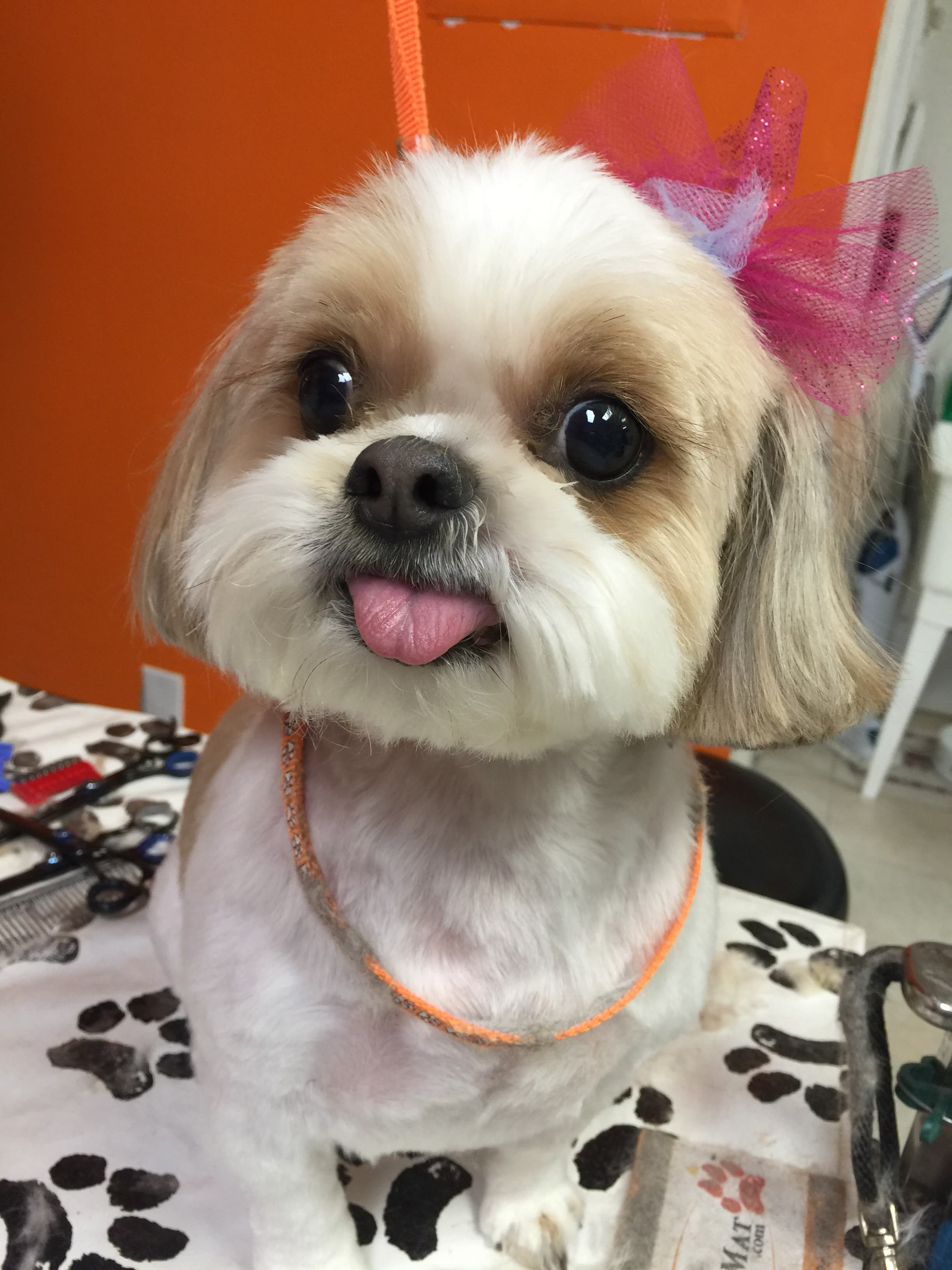 Tiny Tails Grooming - Pet groomer in Brooklyn, NY