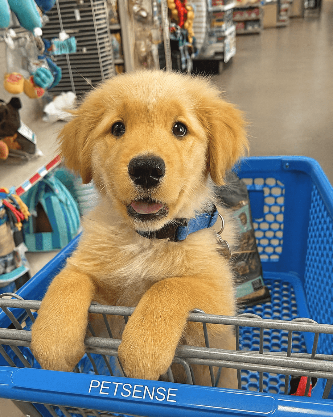 Petsense by Tractor Supply - Pet groomer in Murfreesboro, TN