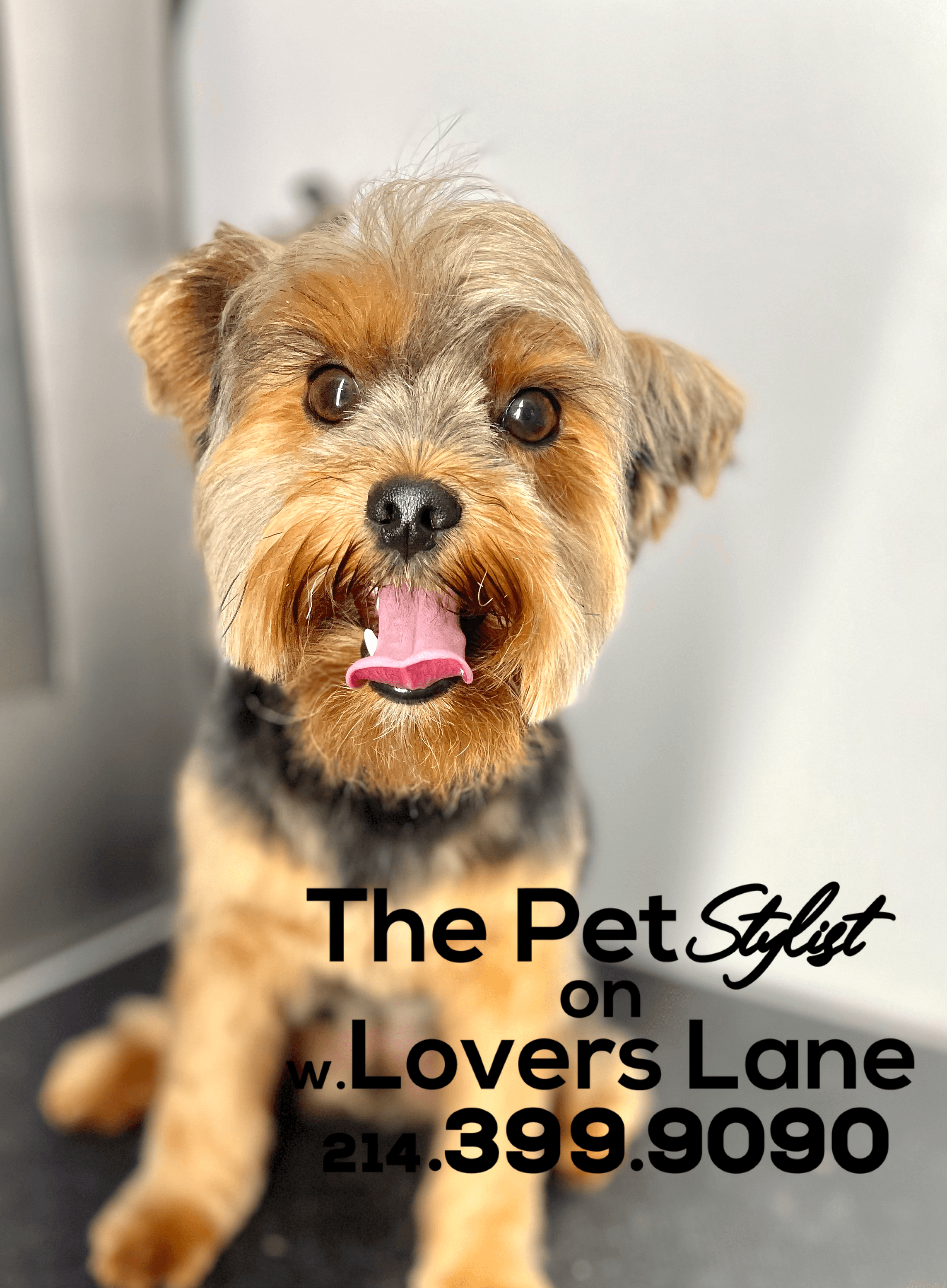 The Pet Stylist on Lovers Lane - Pet groomer in Dallas, TX