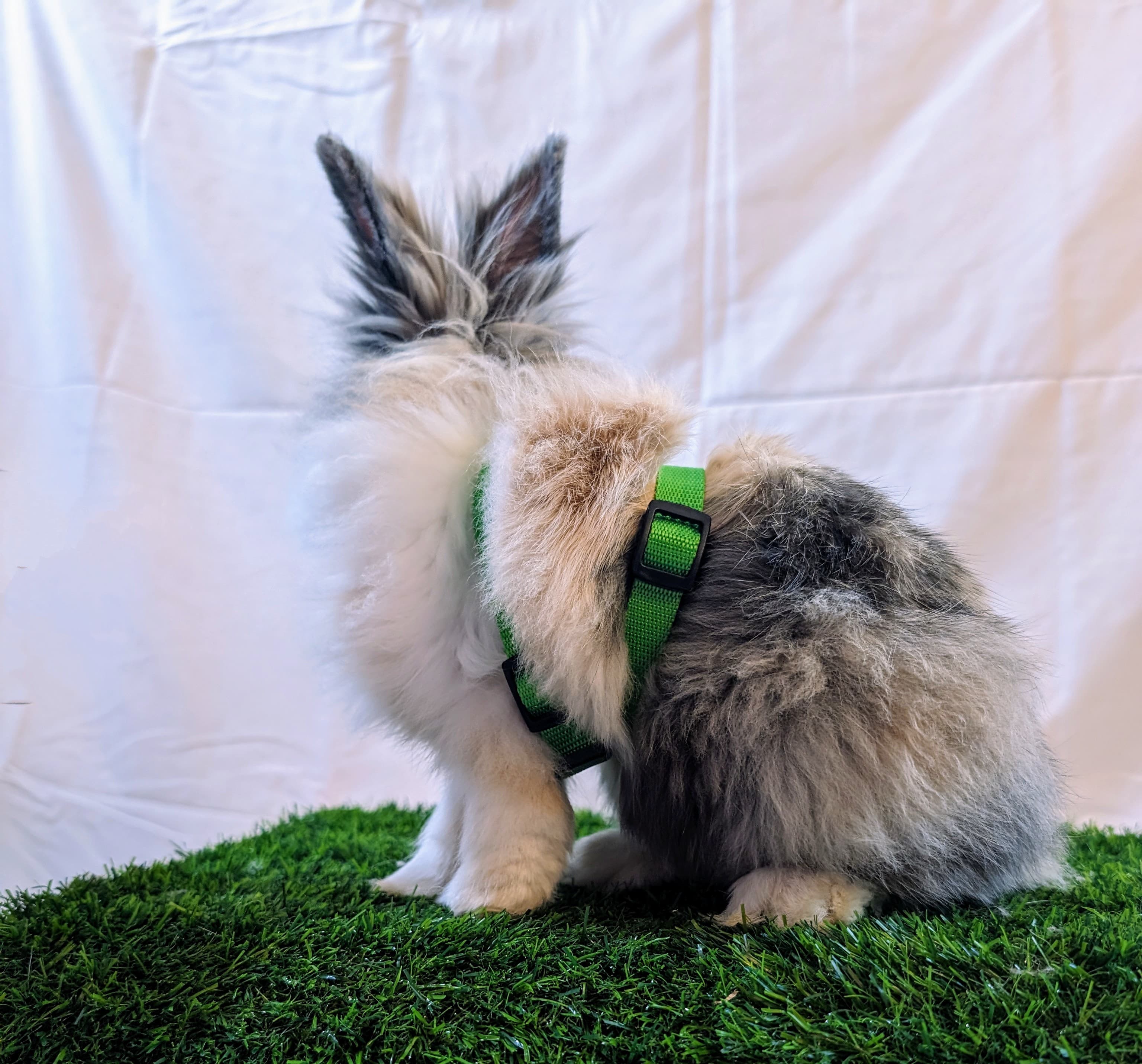 Kido Petcare - Pet groomer in Seattle, WA