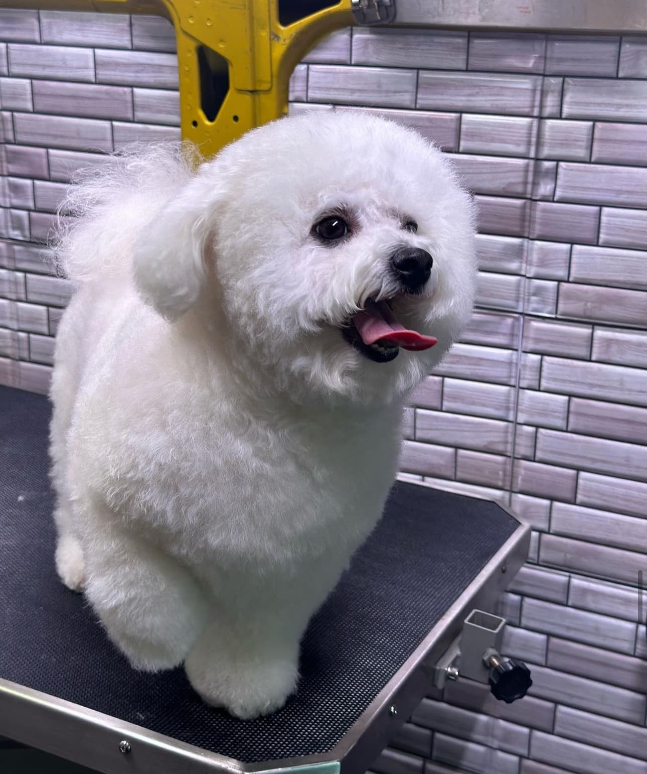 Pet Show Grooming Mobile #SF - Pet groomer in San Francisco, CA