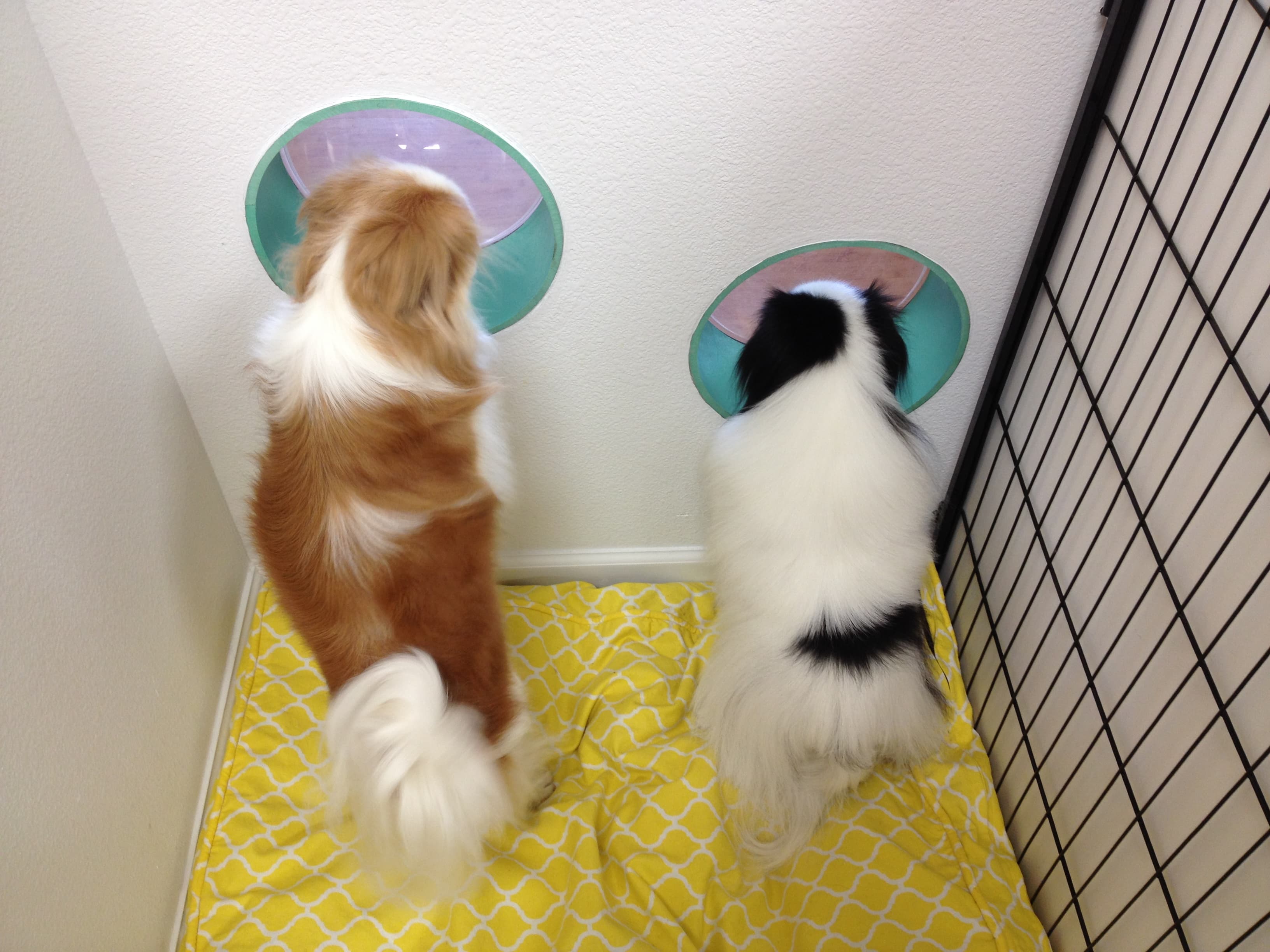 Zen Den Pet Spa - Pet groomer in Denver, CO