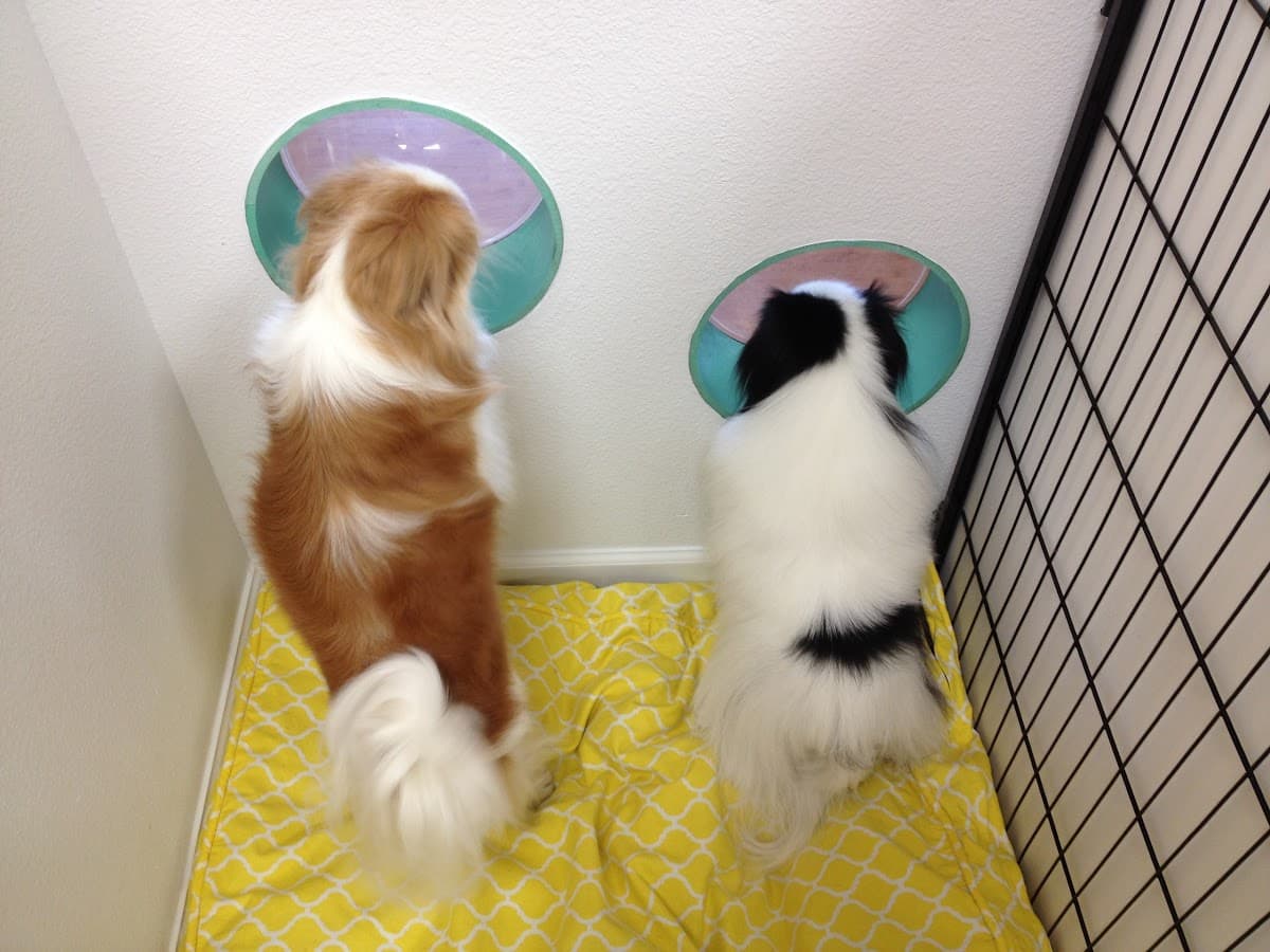 Zen Den Pet Spa - Pet groomer in Denver, CO
