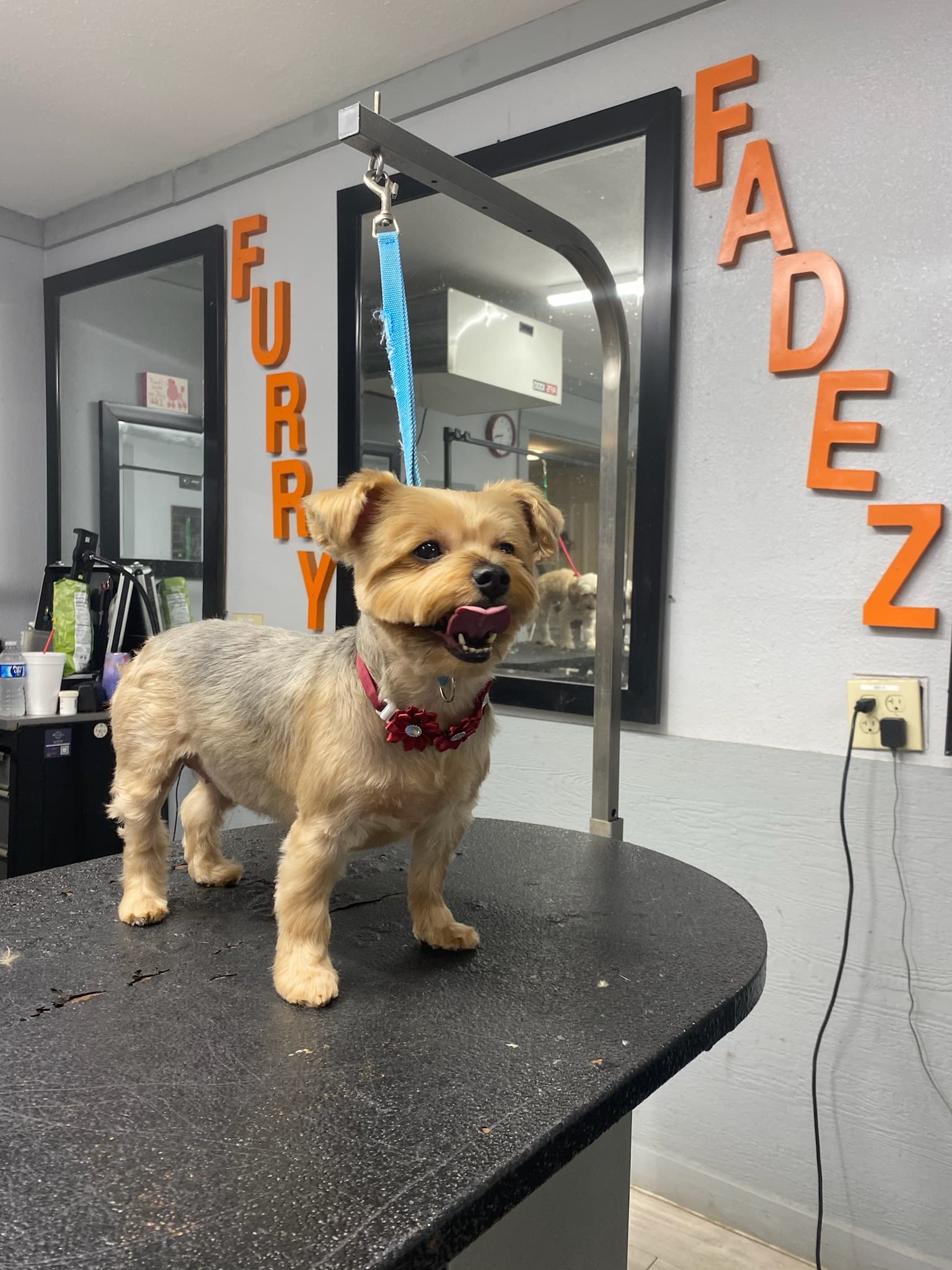 Furry Fadez Pet Grooming - Pet groomer in San Antonio, TX