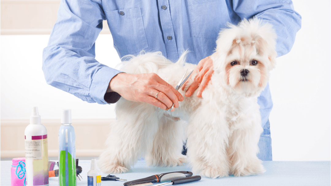 A Pet Parlor - Pet groomer in Lynnwood, WA