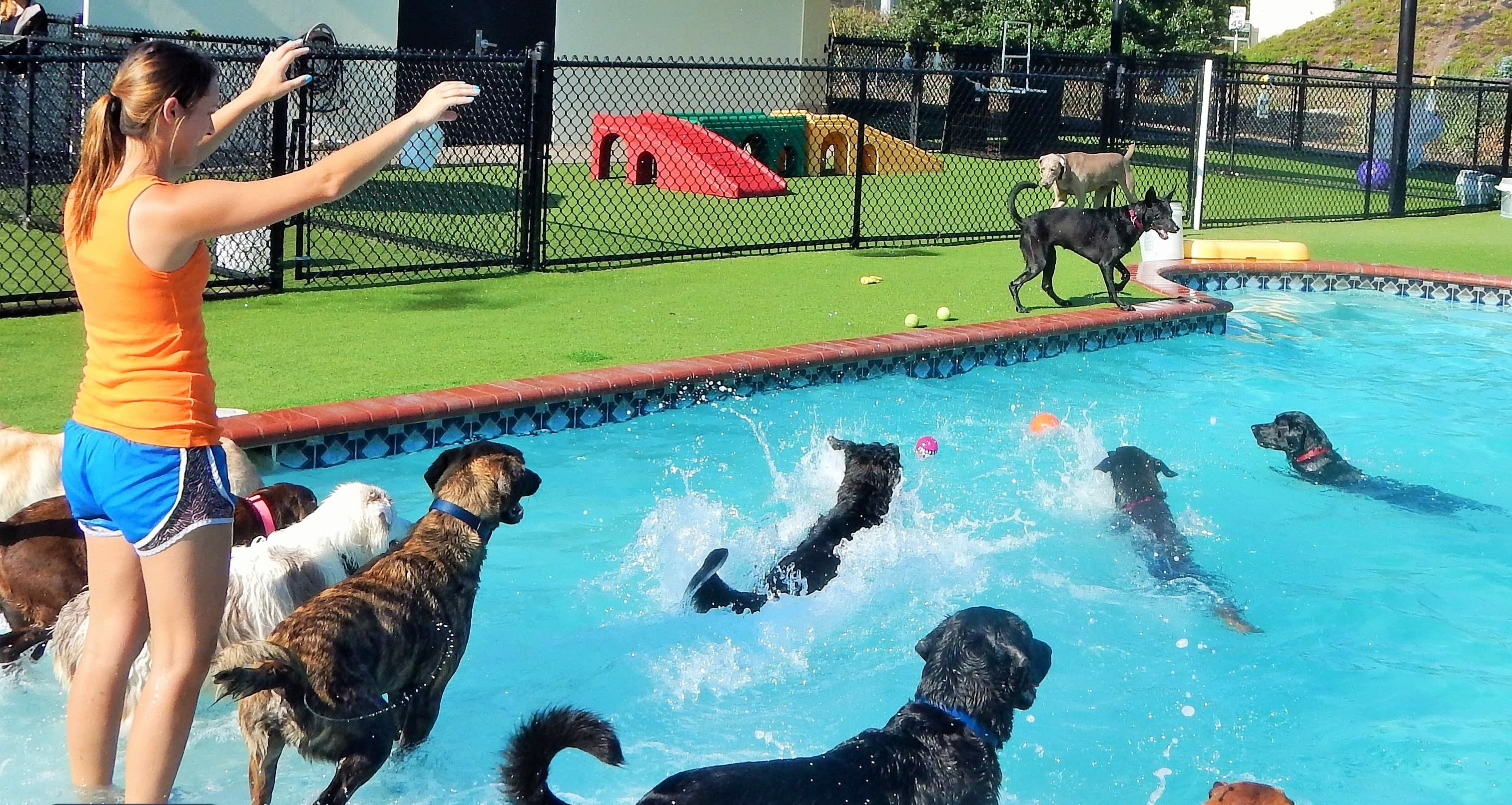 Happy Paws Pet Resort - Pet groomer in Orlando, FL
