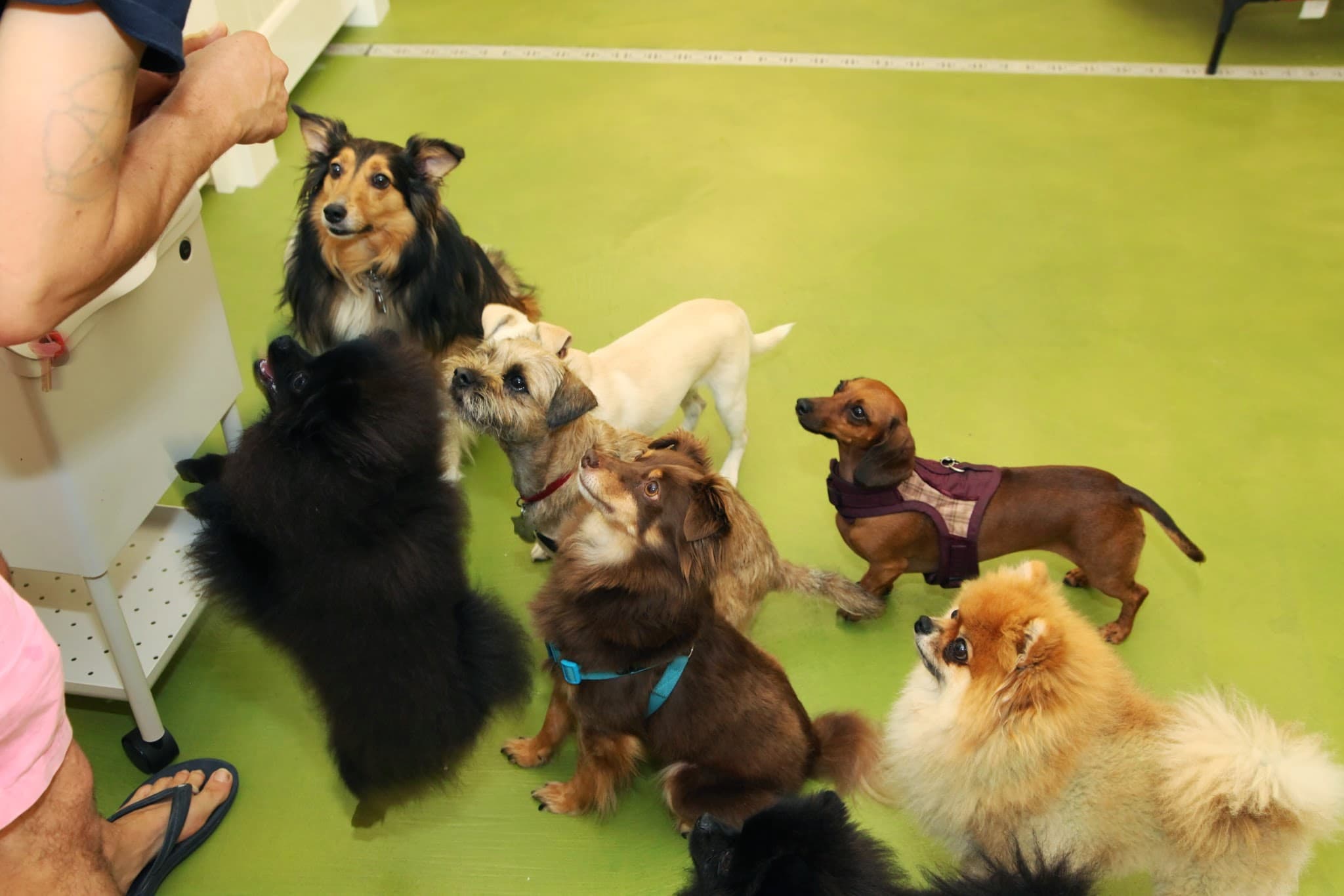 Mr. Muggles' Dogs - Pet groomer in San Francisco, CA