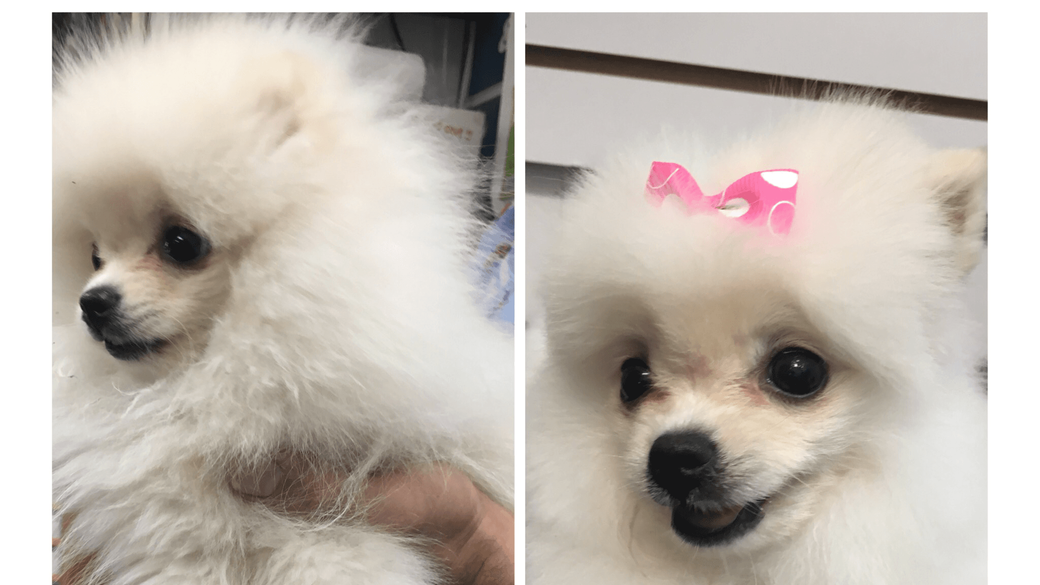 Skillman Pets - Pet groomer in Woodside, NY