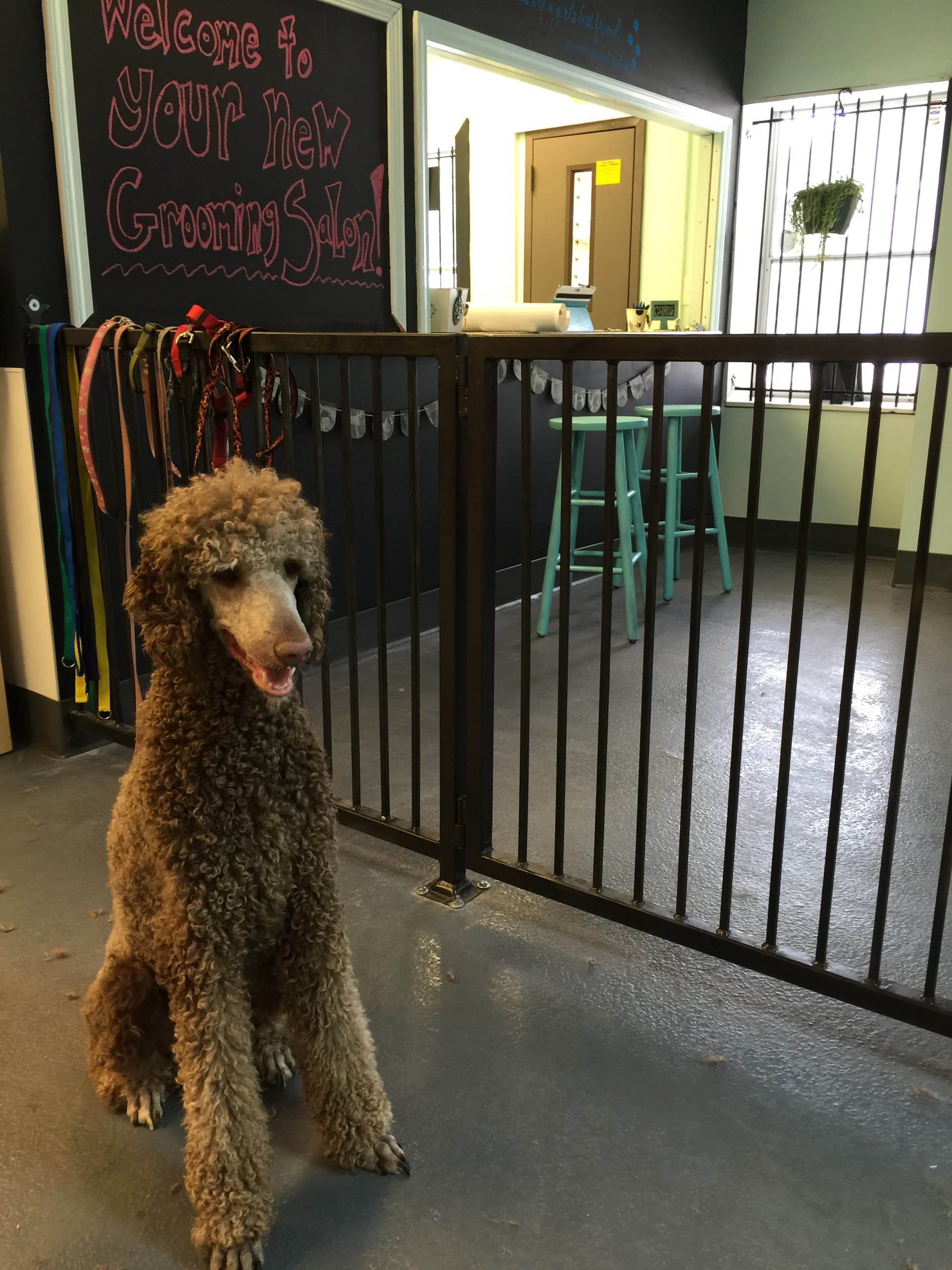 Hot Diggity Dog Grooming And Boutique - Pet groomer in Atlanta, GA