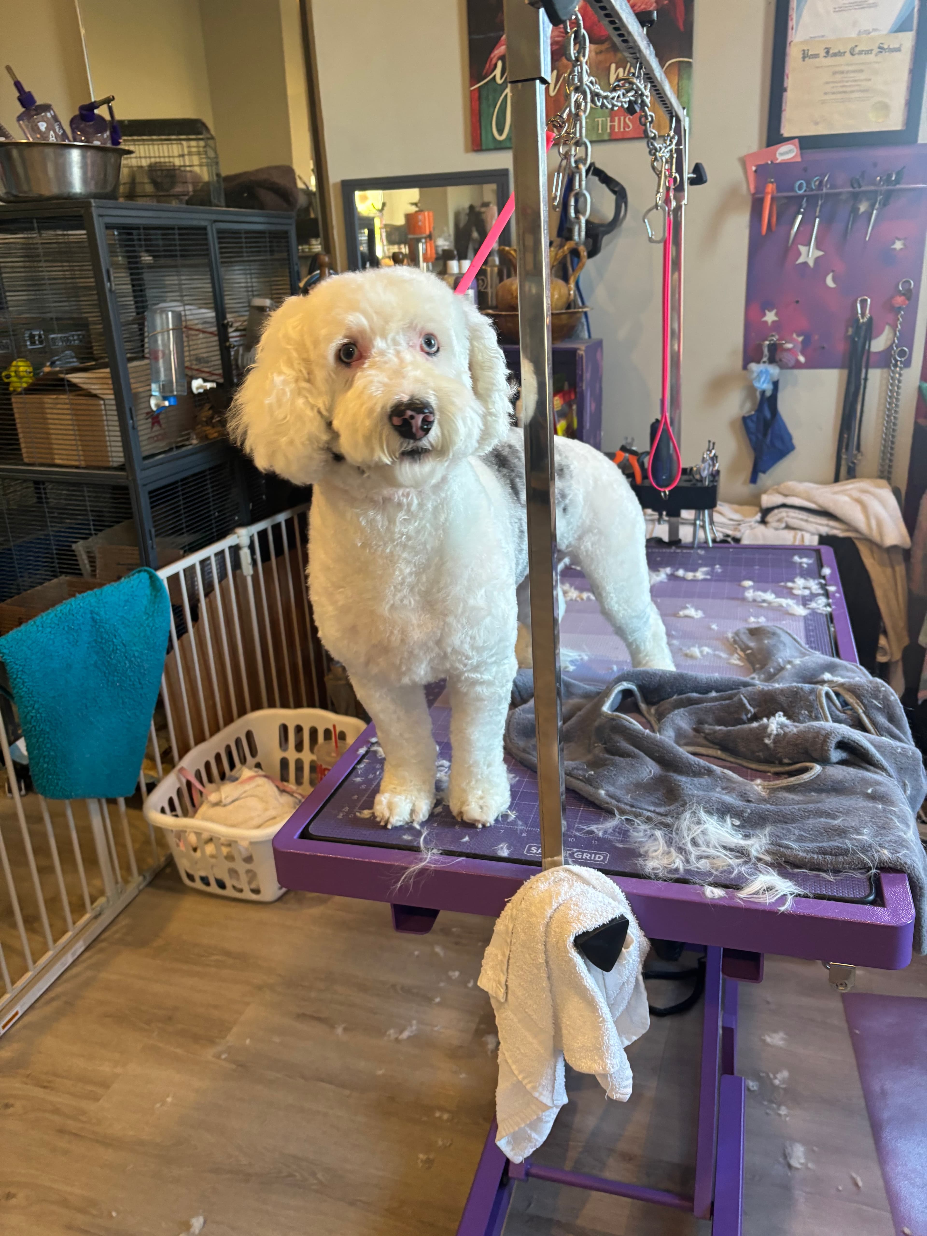 Aunt Jayne's Groom Room - Pet groomer in Wall, PA