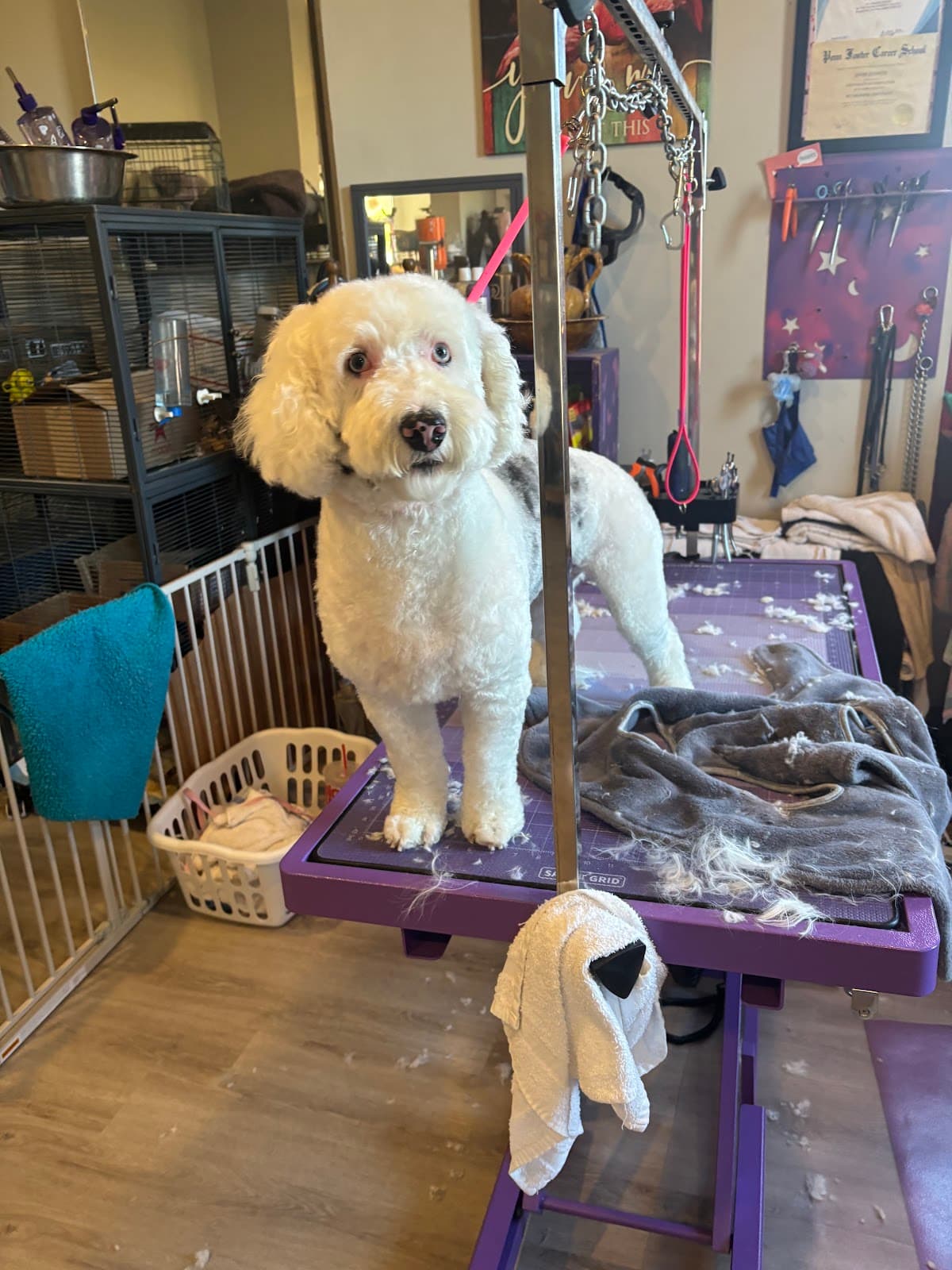 Aunt Jayne's Groom Room - Pet groomer in Wall, PA