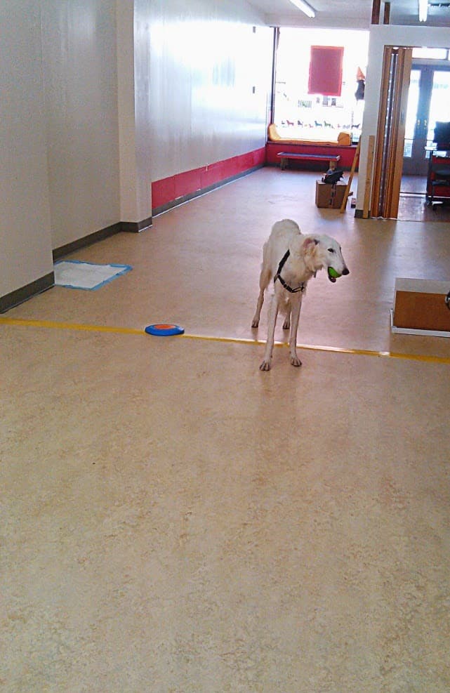 Ciao Bow Wow - Pet groomer in Brooklyn, NY