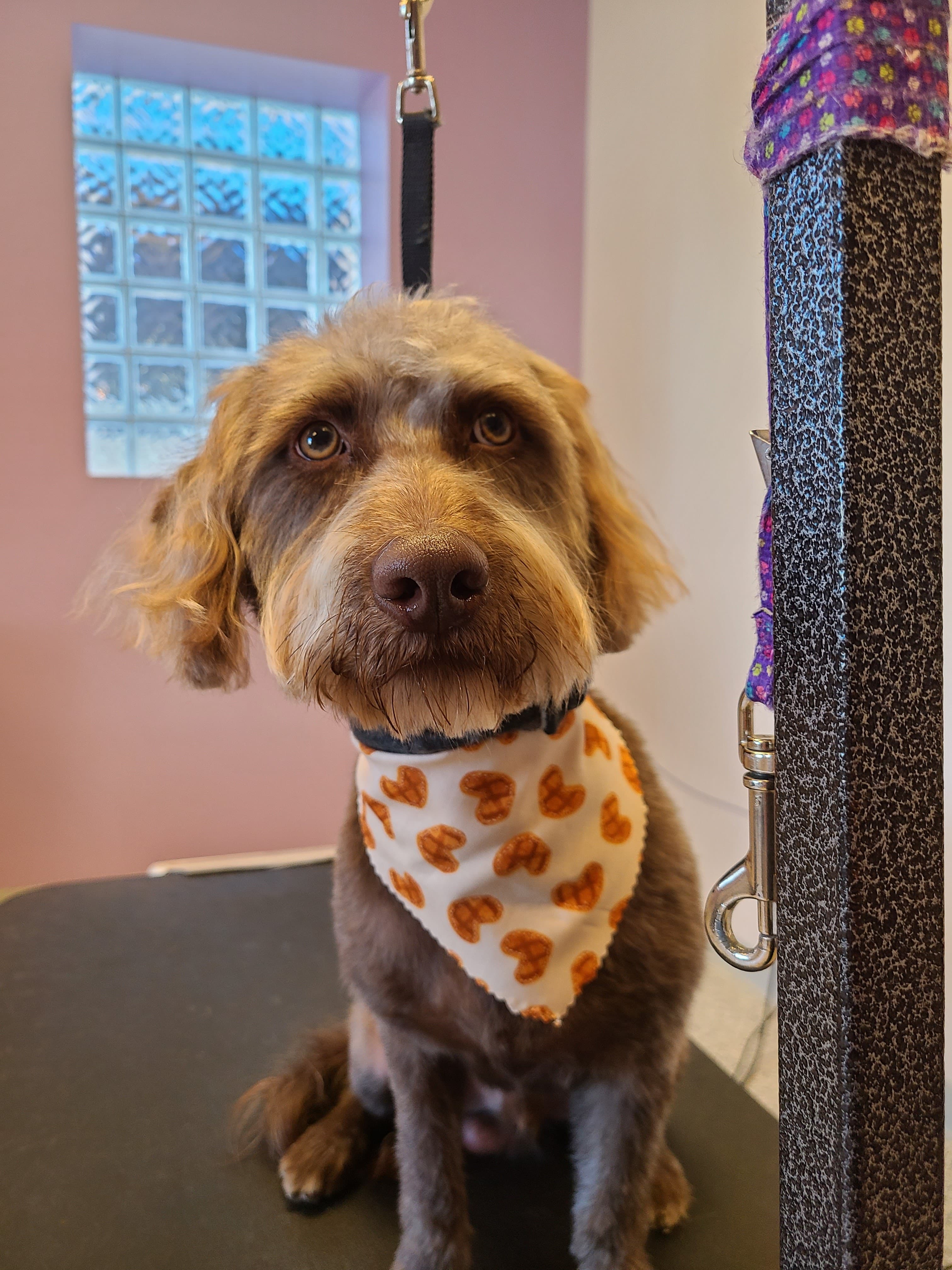 Pet Care Plus - Pet groomer in Chicago, IL