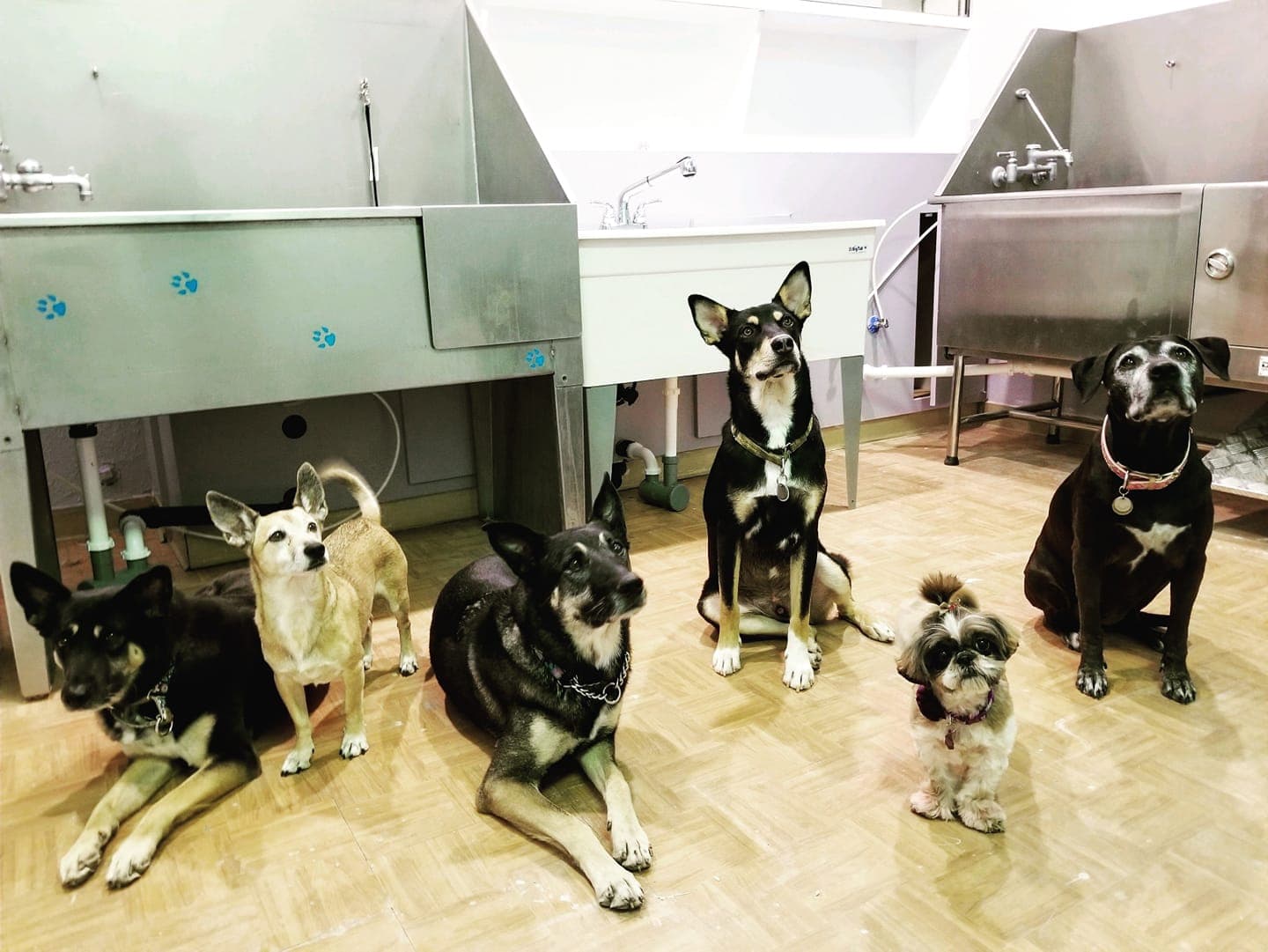 One Love Pet Parlor - Pet groomer in Phoenix, AZ