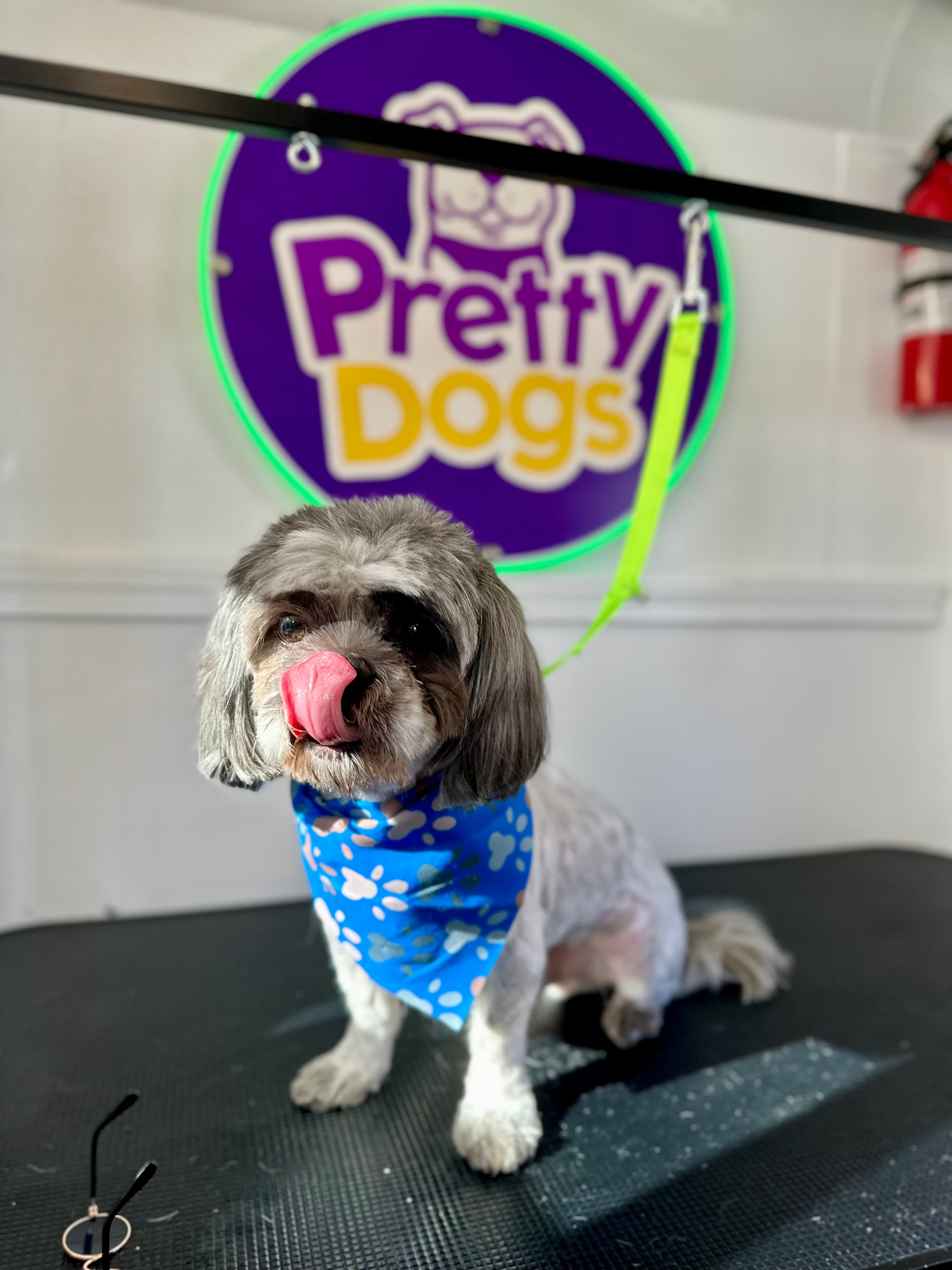 Pretty Dogs Mobile Grooming - Pet groomer in Orlando, FL