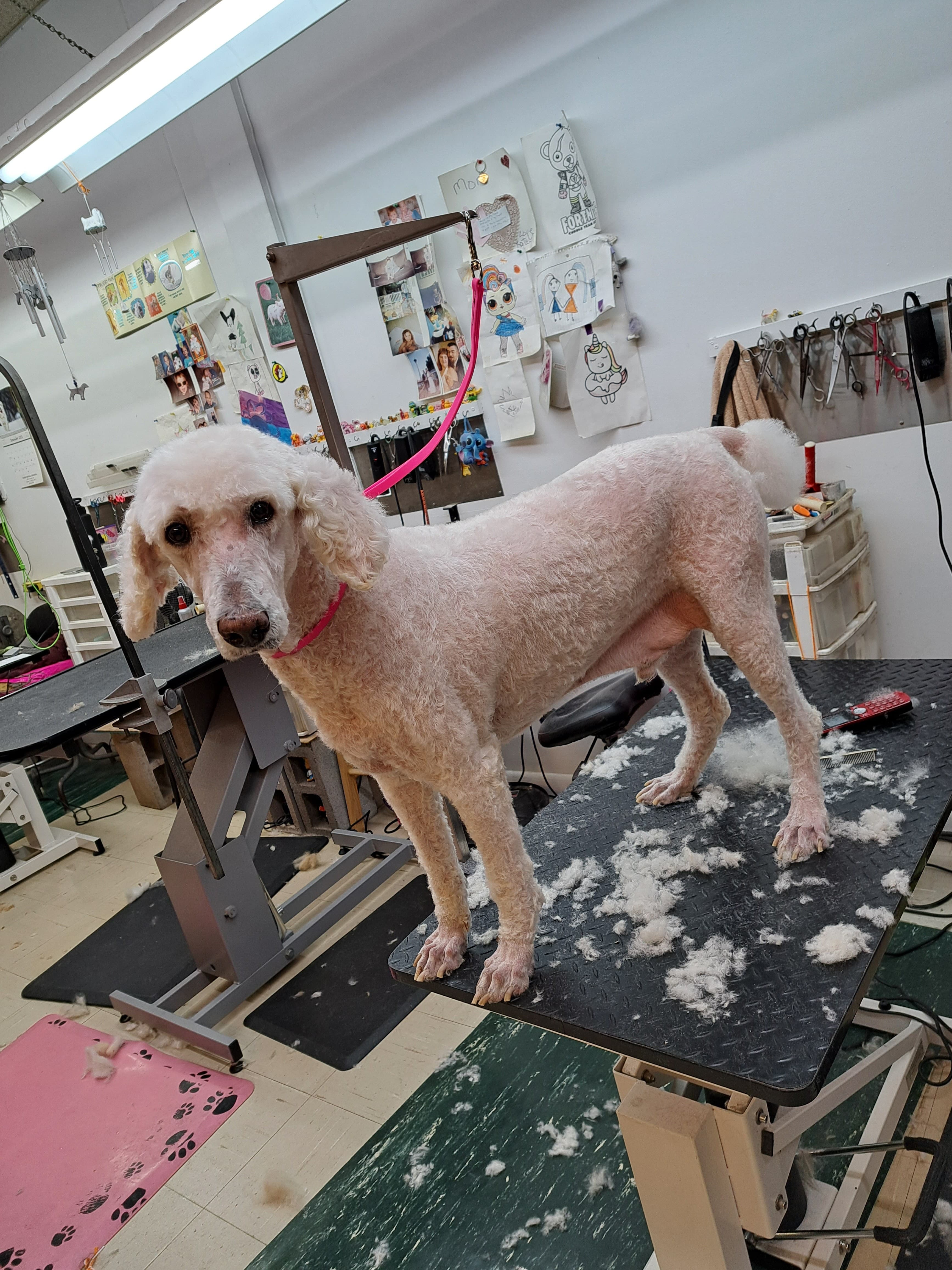 Grand Central Grooming - Pet groomer in Denver, CO