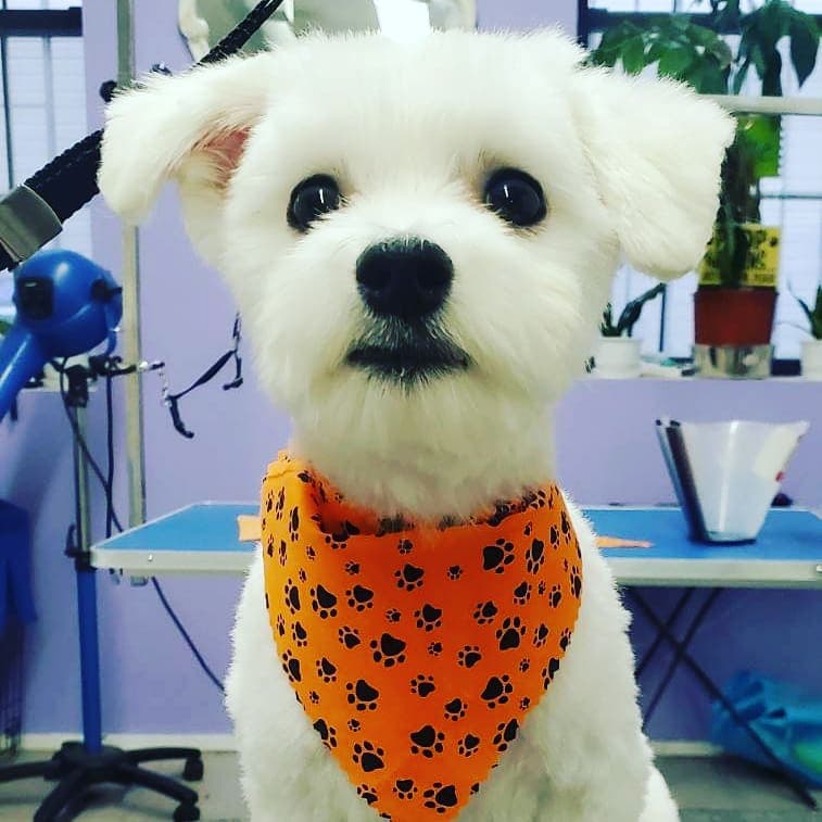 RoRo's Pet Styling - Pet groomer in Brooklyn, NY