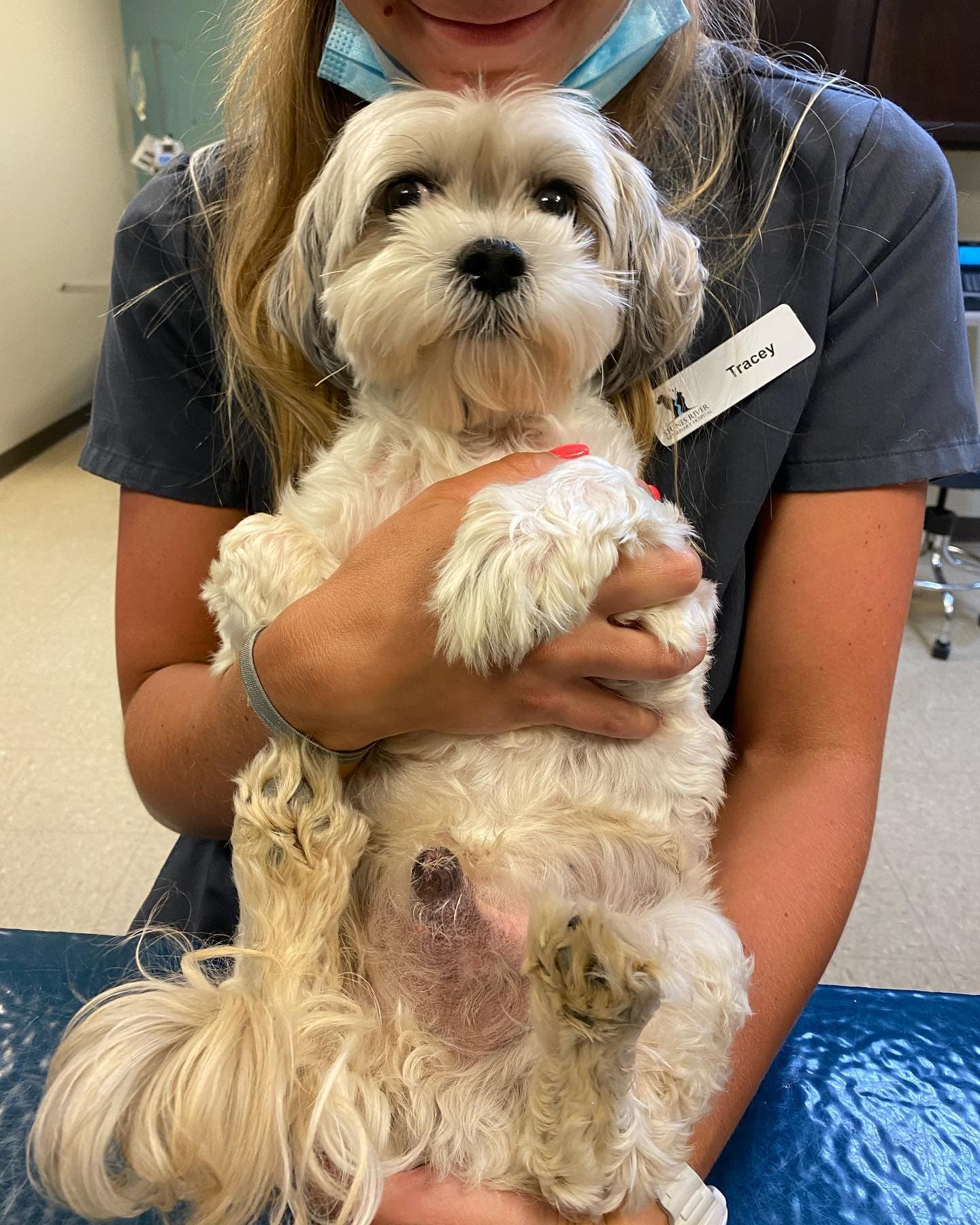 Stones River Veterinary Hospital - Pet groomer in Murfreesboro, TN