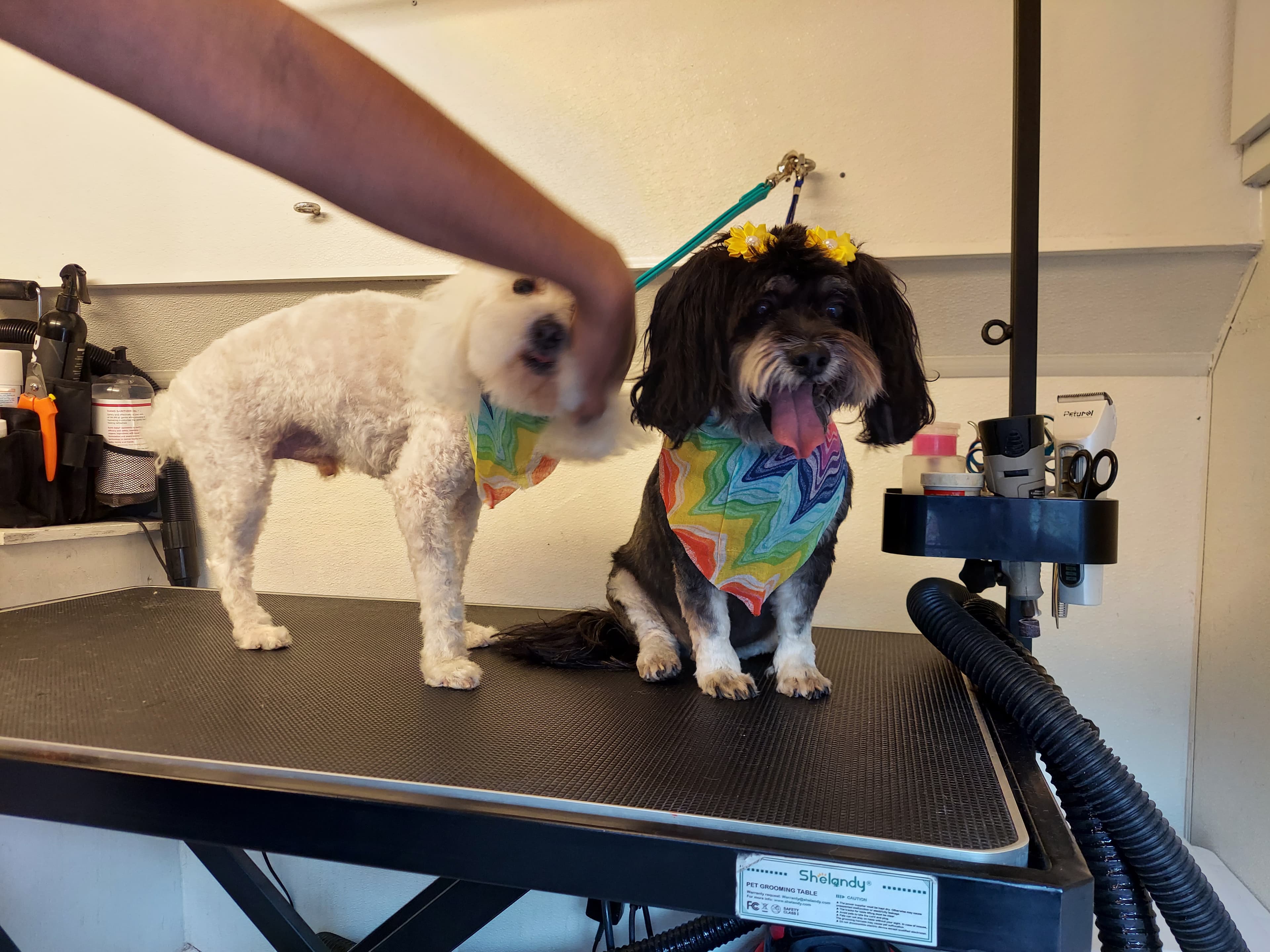 The Grommers - Pet groomer in Fort Lauderdale, FL