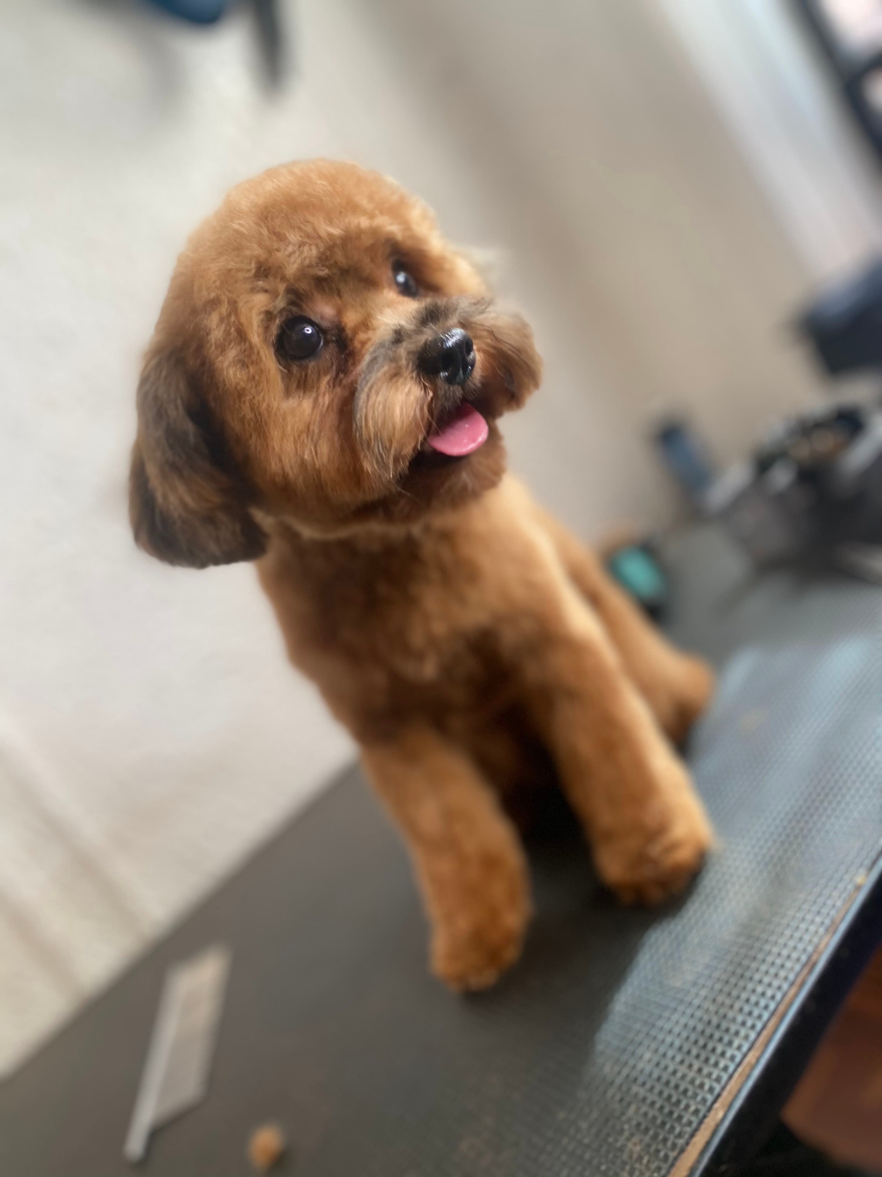 KingSpa NYC - Pet groomer in Bronx, NY