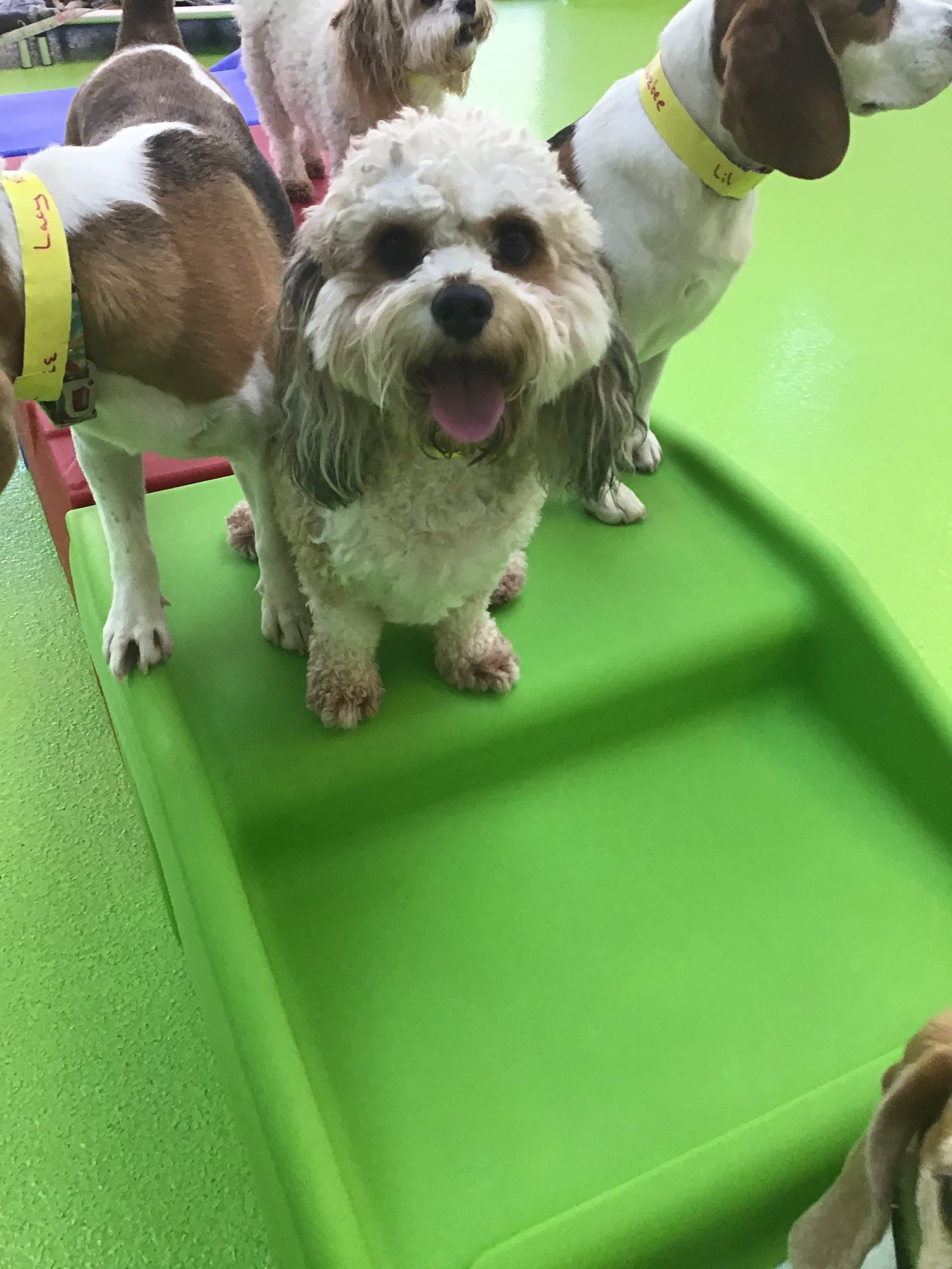 Jackson's Place Unleashed Pet Resort & Bakery - Dog Daycare, Dog Boarding, Dog Grooming & Dog Training - Pet groomer in Houston, TX