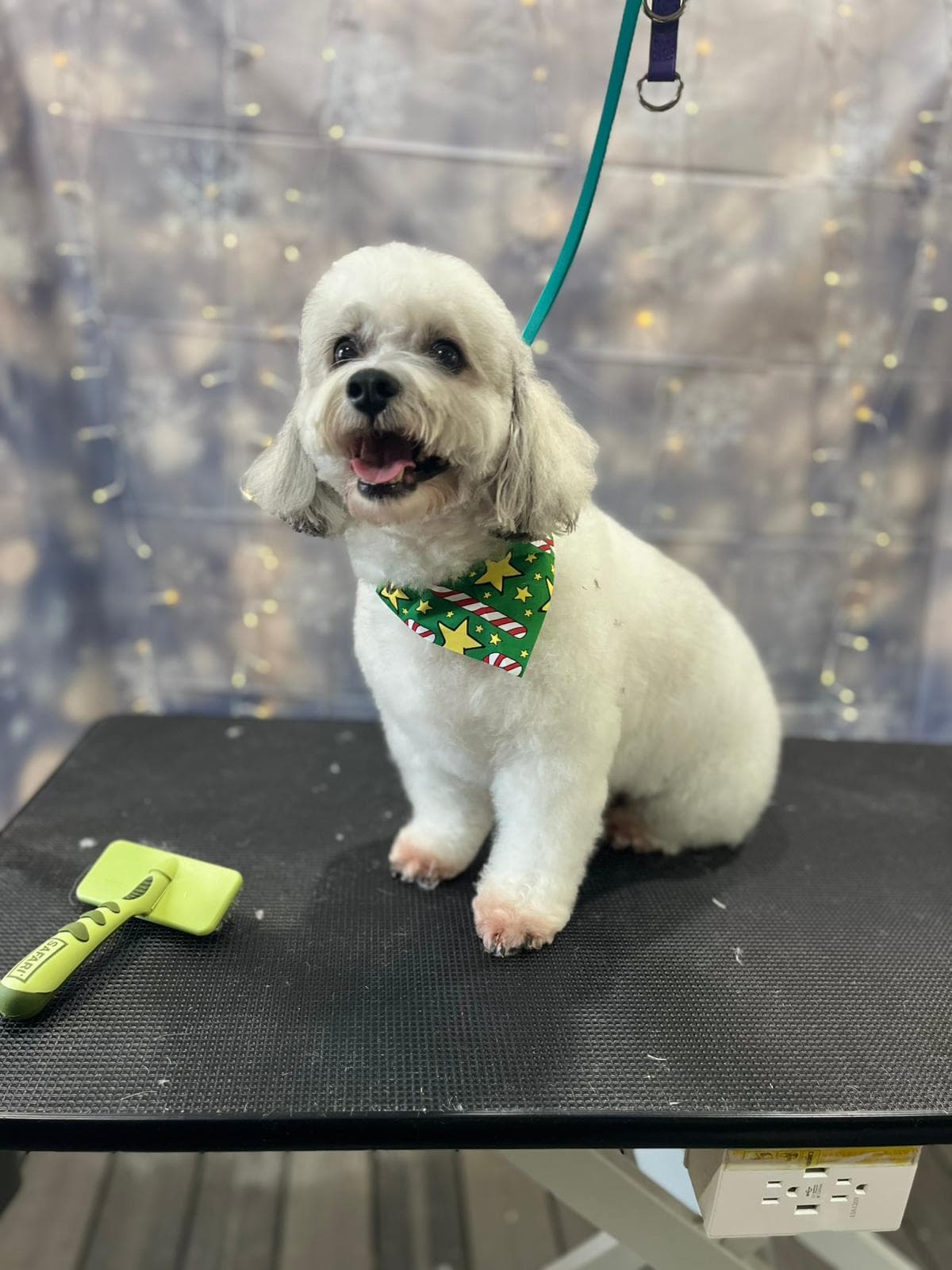Jazz's Wonderland - Pet groomer in Gainesville, FL