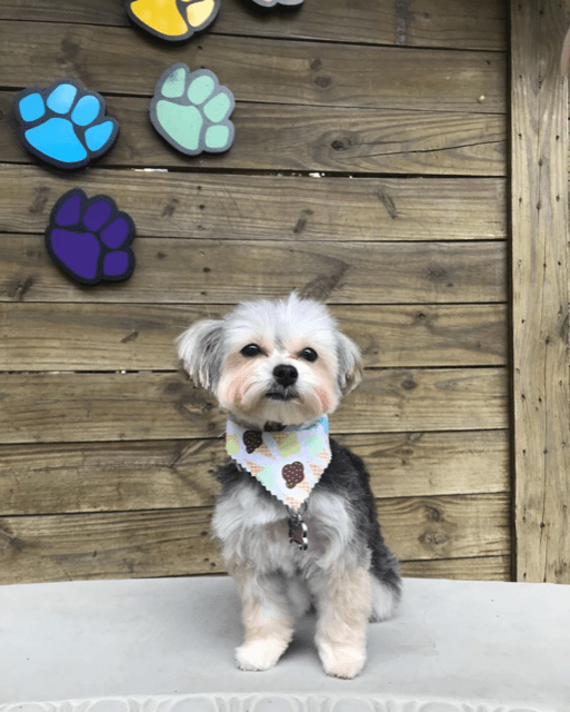 Neponset Pet Center & Animal Hospital - Pet groomer in Dorchester, MA