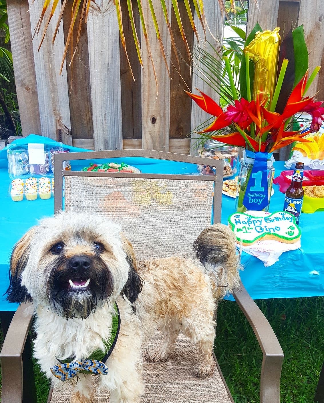 Woof Gang Bakery & Grooming Fort Lauderdale - Pet groomer in Fort Lauderdale, FL