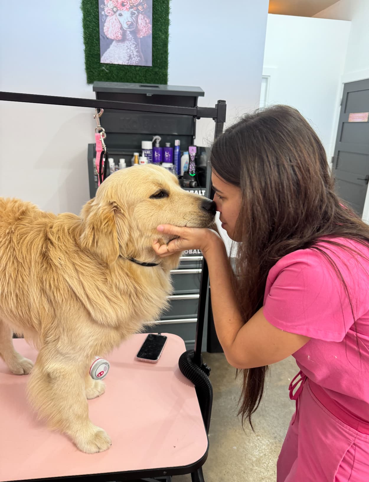 Pet Glam Spa - Pet groomer in Tampa, FL