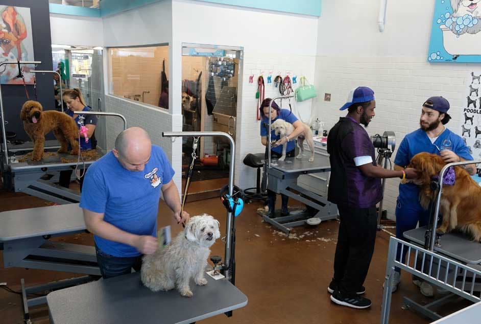 Pampered Tails West LA Mobile - Pet groomer in Los Angeles, CA