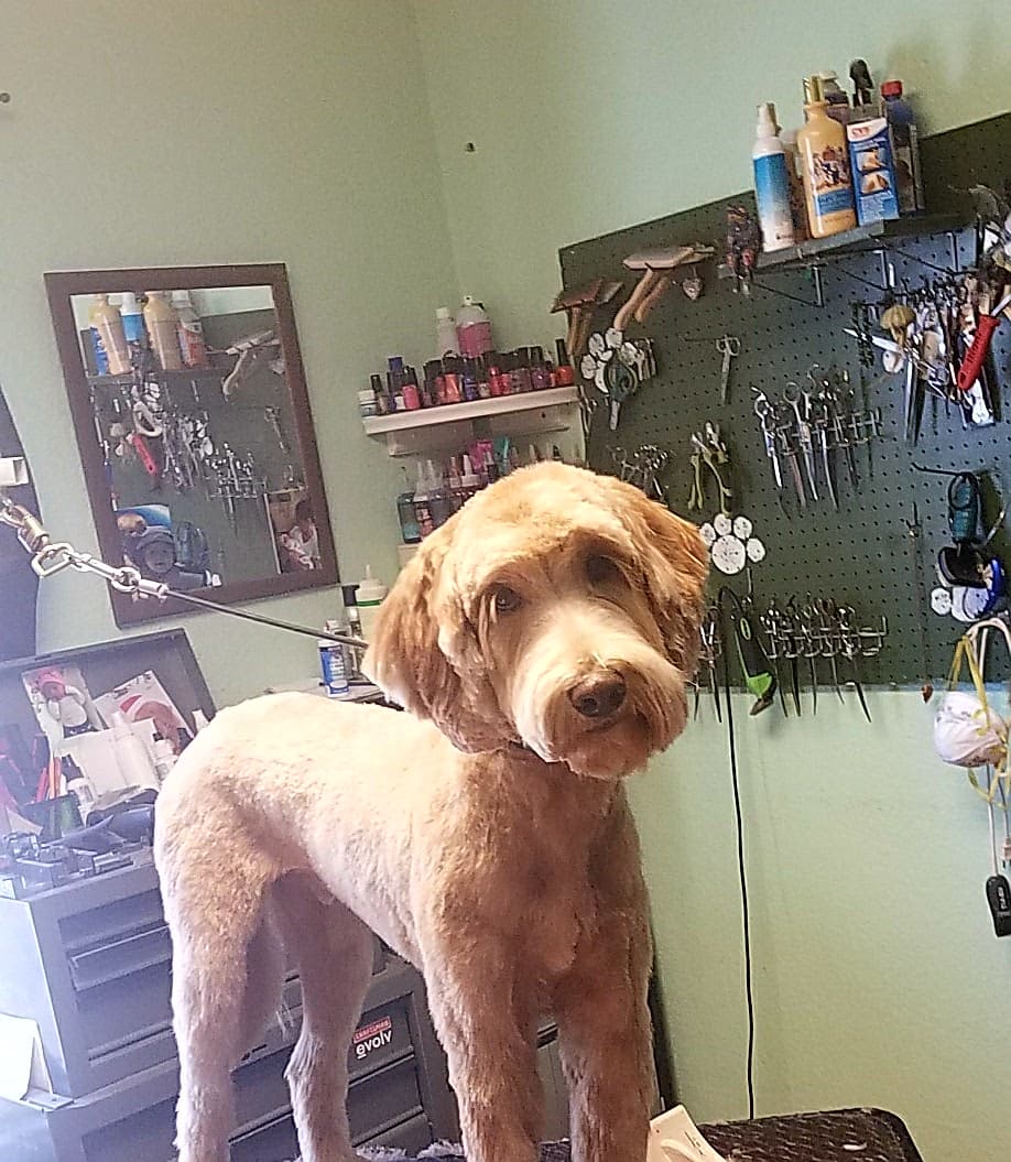 Rhonda Stanner Independent pet stylist - Pet groomer in Sacramento, CA