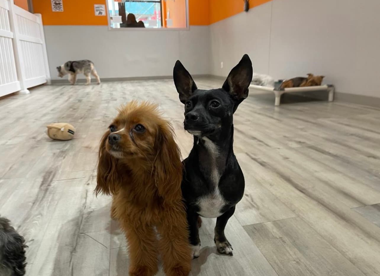 pupculture FiDi - Pet groomer in New York, NY