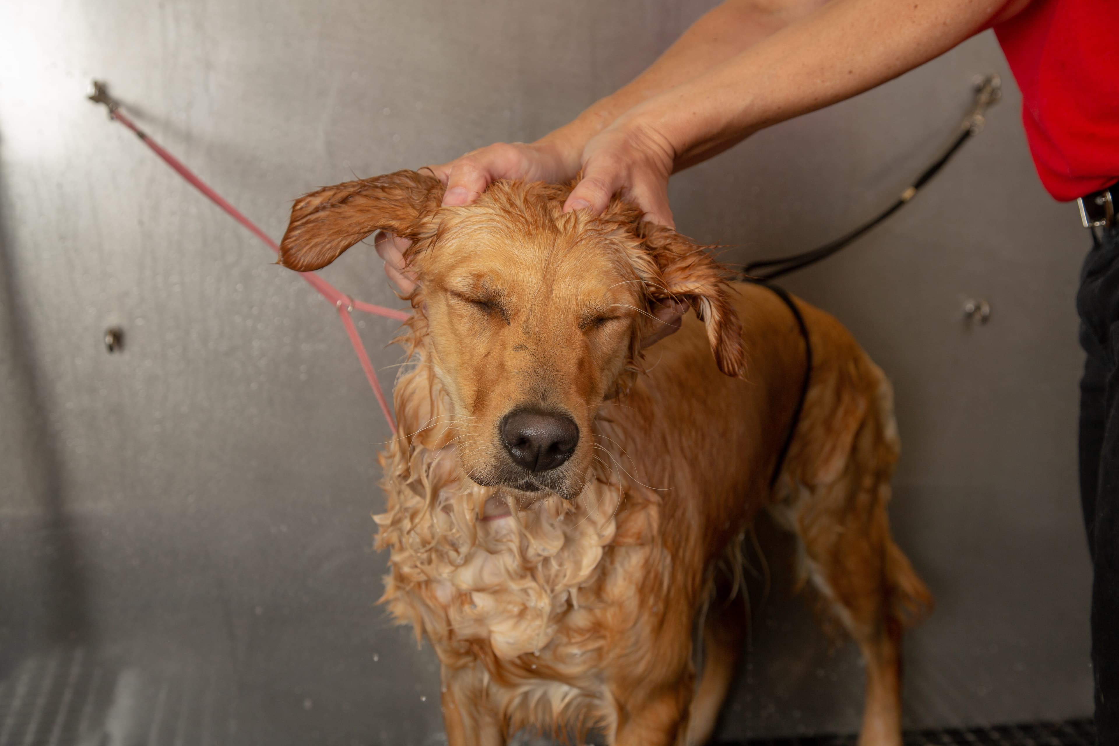 Camp Bow Wow Pittsburgh Highland Park - Pet groomer in Pittsburgh, PA