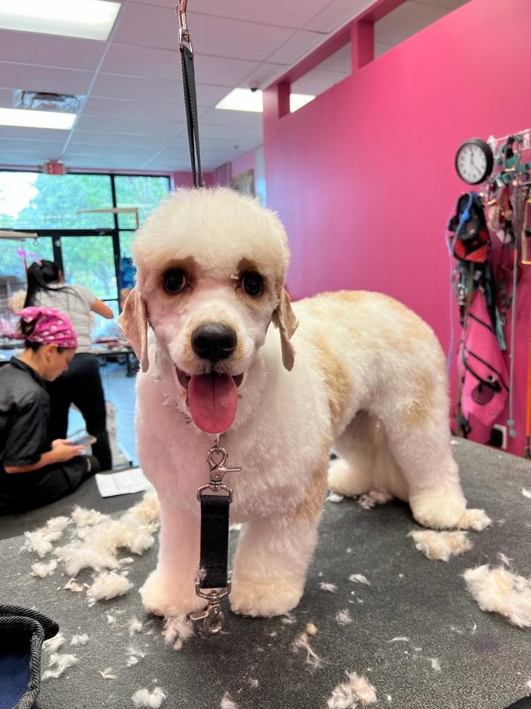 Woof Gang Bakery & Grooming SoDo - Pet groomer in Orlando, FL