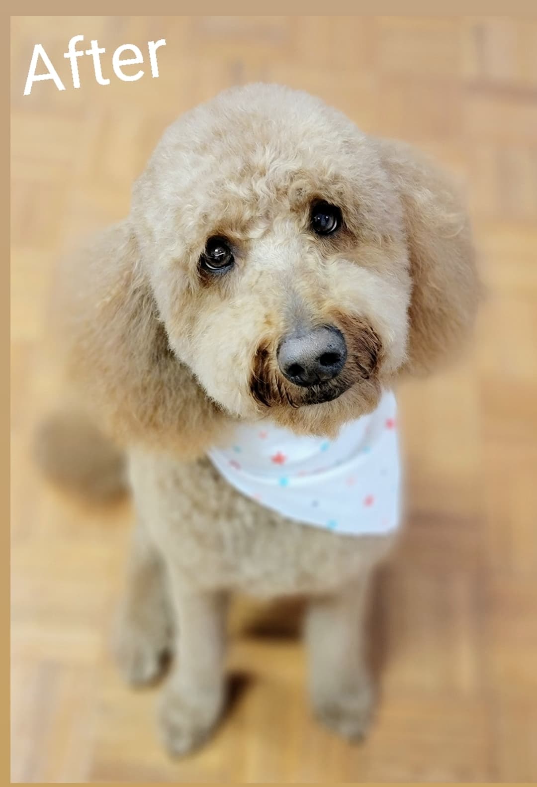 The AuStella Pet Parlor - Pet groomer in Millvale, PA