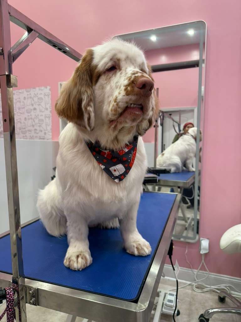 Whiskers Dog Grooming Salon - Pet groomer in Brooklyn, NY