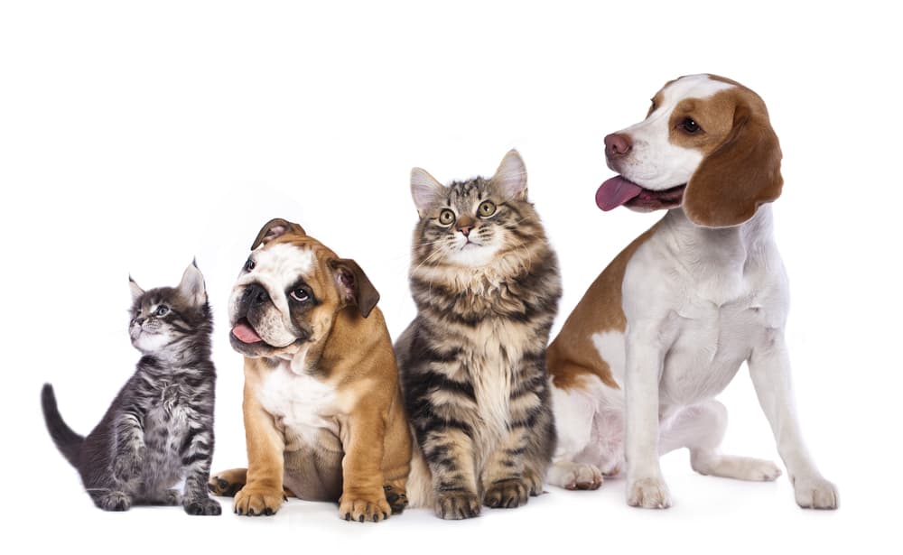 Alador Pet Resort - Pet groomer in Chagrin Falls, OH
