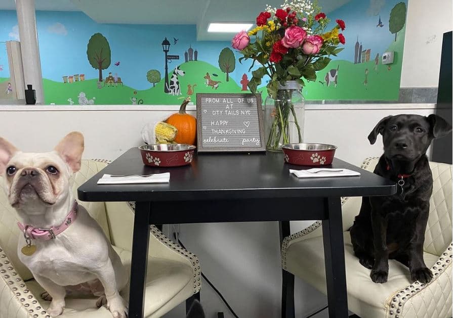 City Tails NYC - Pet groomer in New York, NY