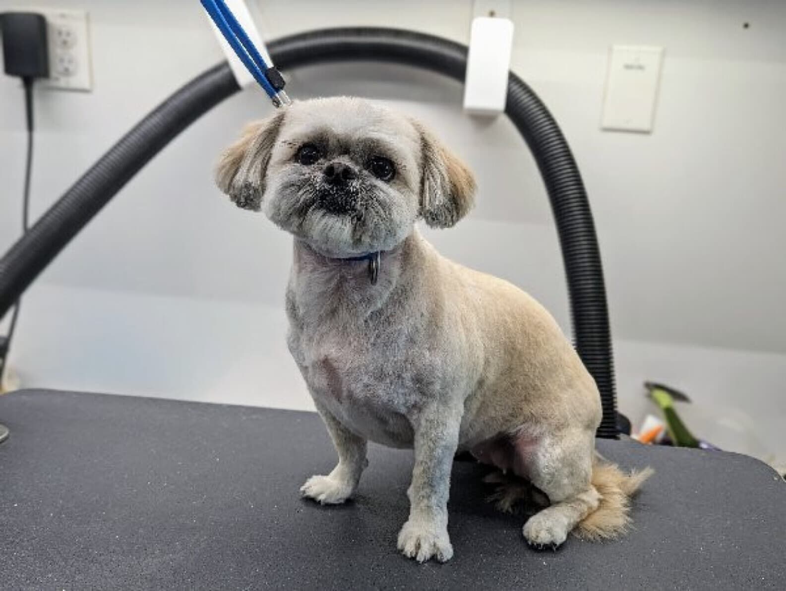 Rapawzel Dog Grooming & Day Care - Pet groomer in Brooklyn, NY