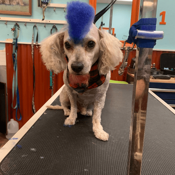 Ky Mobile Pet Grooming - Pet groomer in Phoenix, AZ