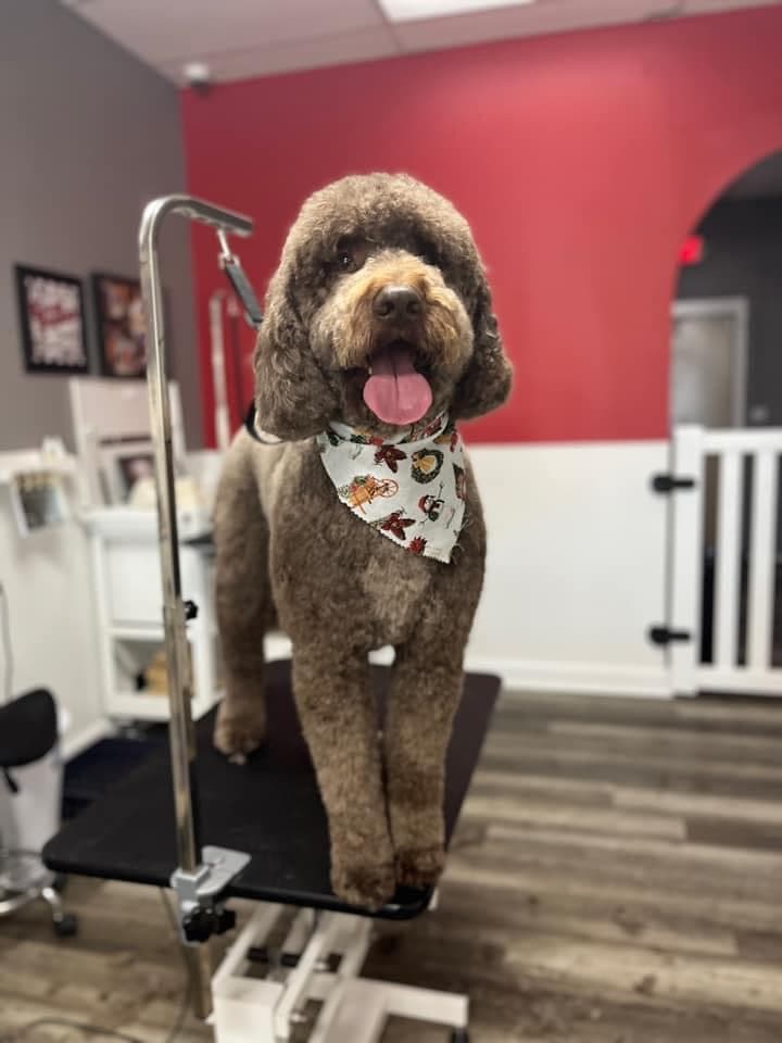 Premier Paws Pet Grooming - Pet groomer in Murfreesboro, TN