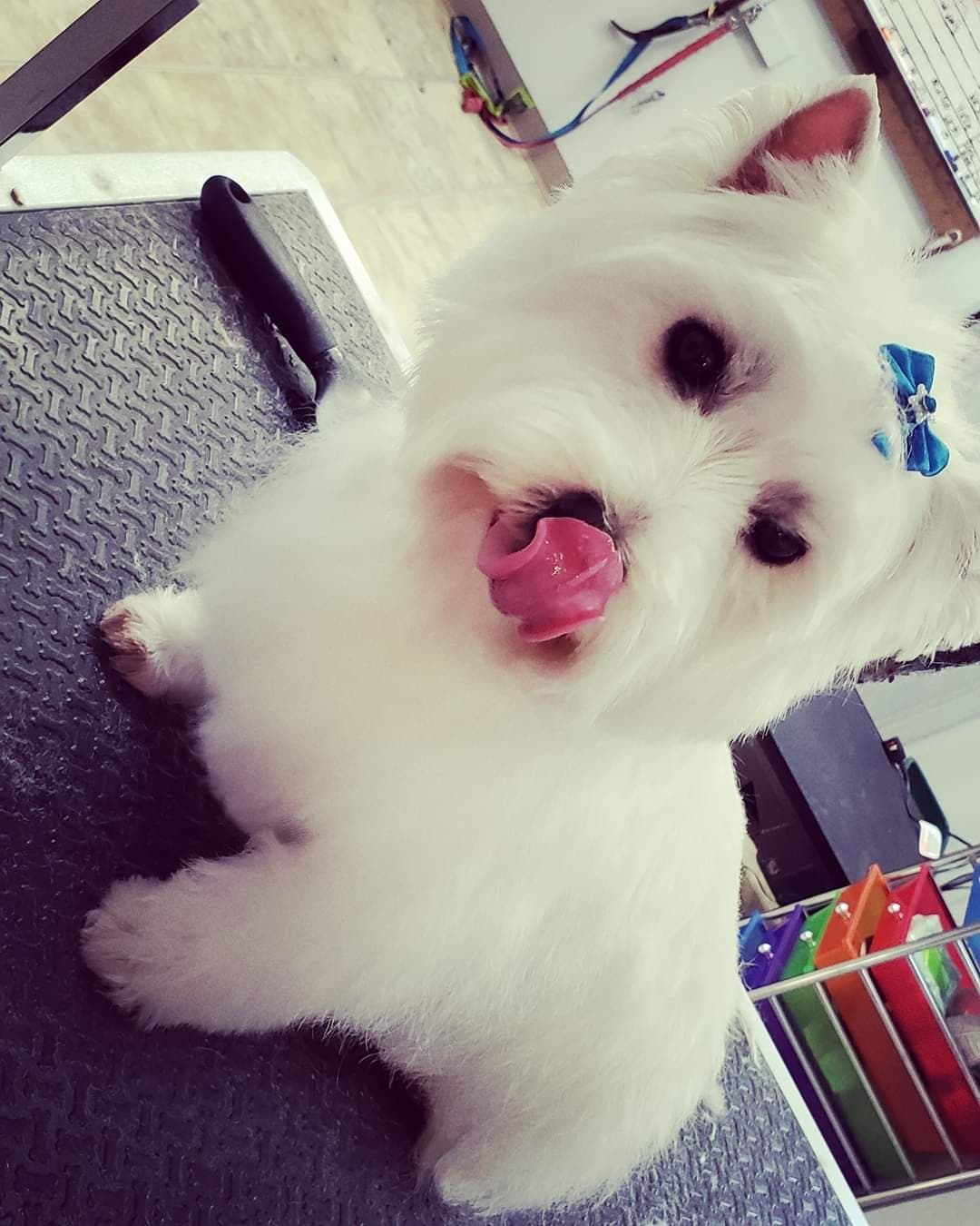 Camargo Pet Salon - Pet groomer in Cincinnati, OH