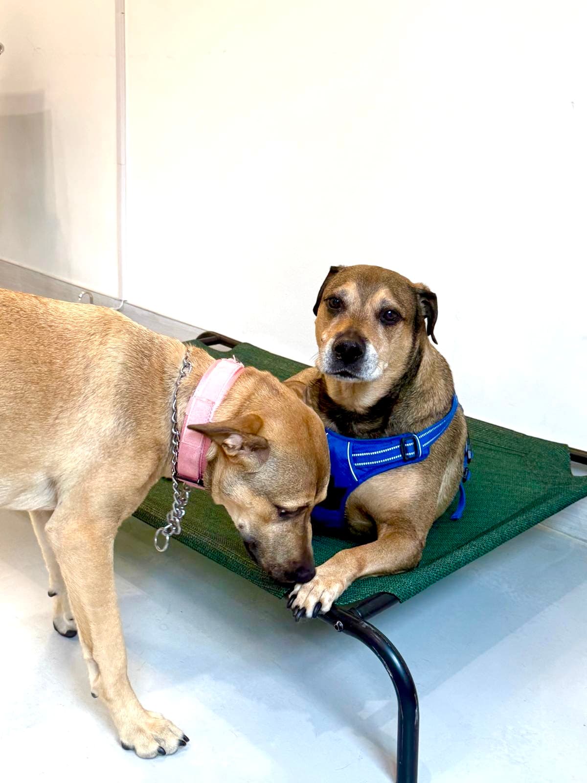 Dogpark Daycare Boarding &Grooming - Pet groomer in Brooklyn, NY