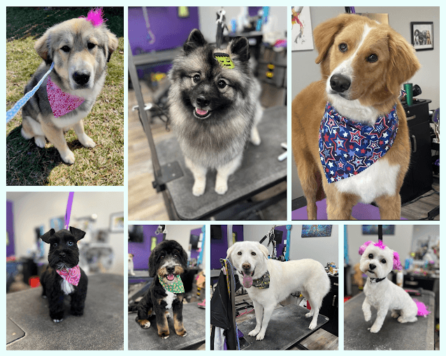 SnipIts Pet Salon - Pet groomer in Indianapolis, IN