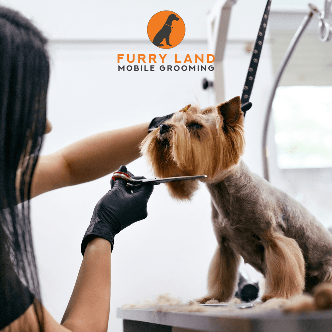 Furry Land of Phoenix - Pet groomer in Phoenix, AZ