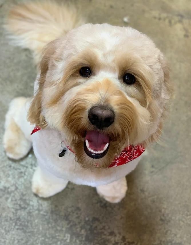 Hair Of The Dog Wash and Groom - Pet groomer in Portland, OR