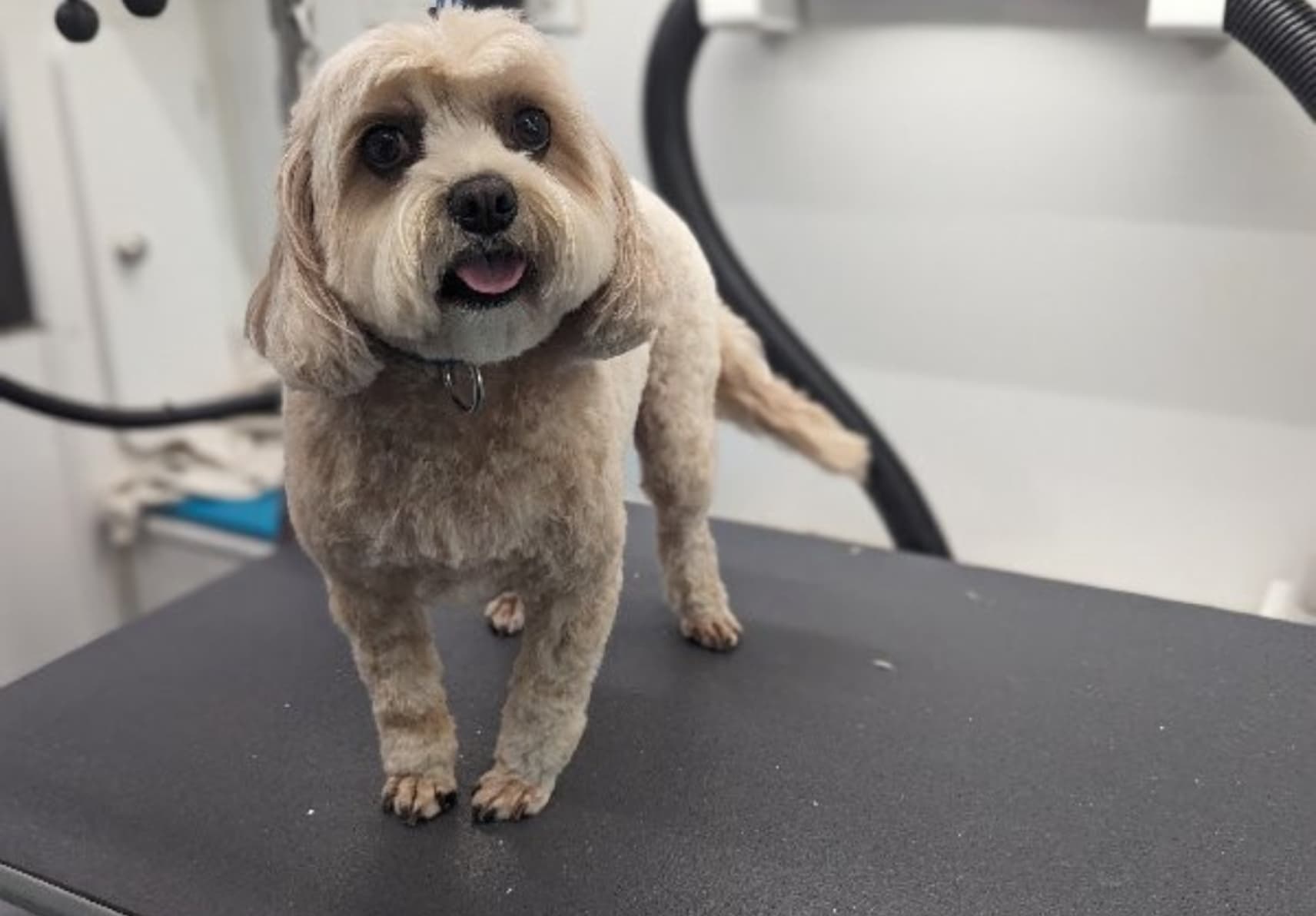Rapawzel Dog Grooming & Day Care - Pet groomer in Flushing, NY