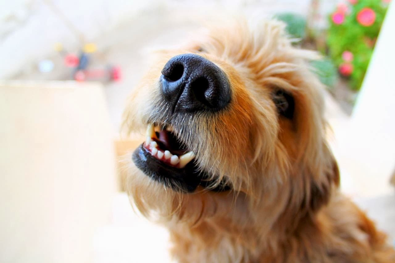 Kates Canin Resort - Pet groomer in Kansas City, MO